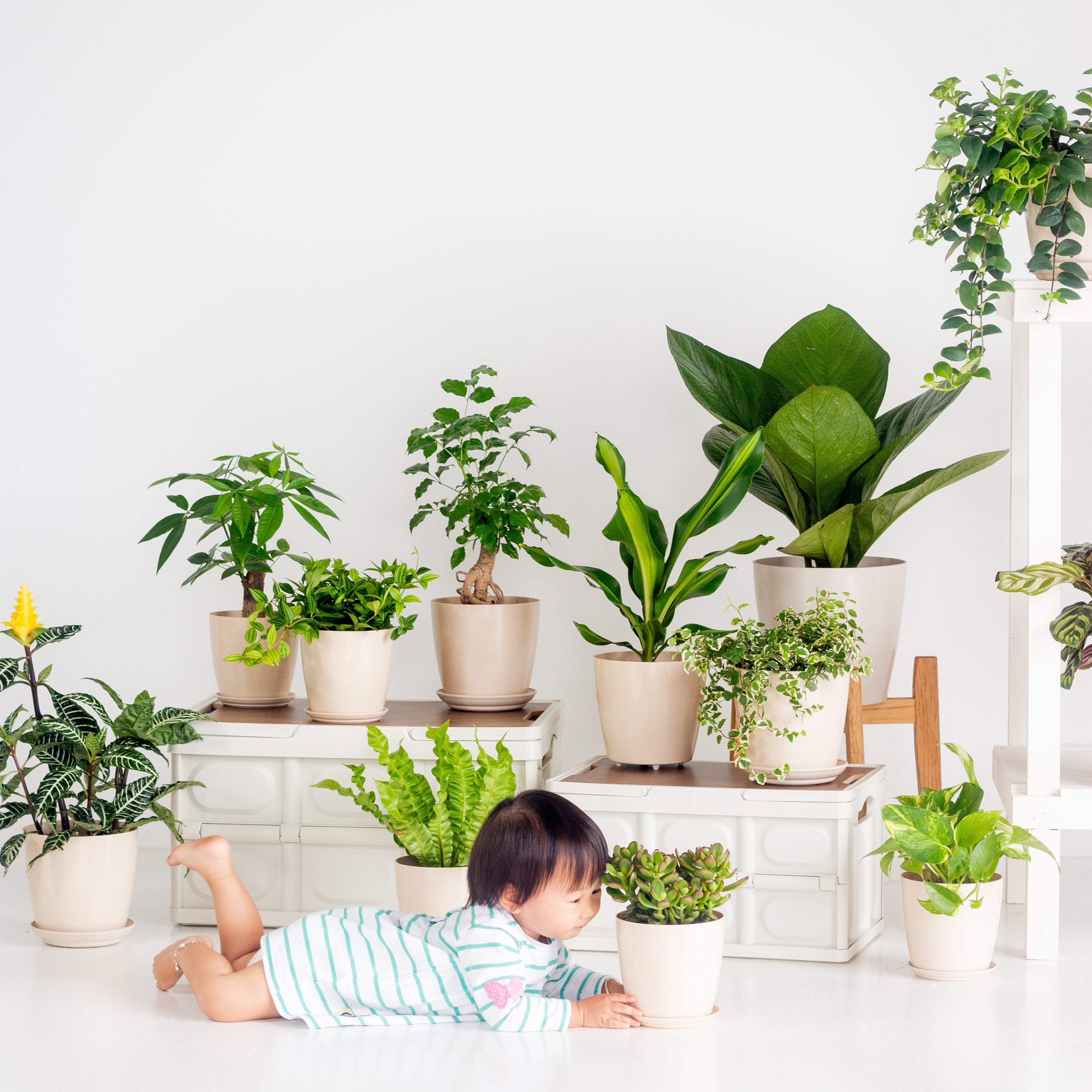 Low-Maintenance Houseplants for Busy Plant Parents  Bloomspace