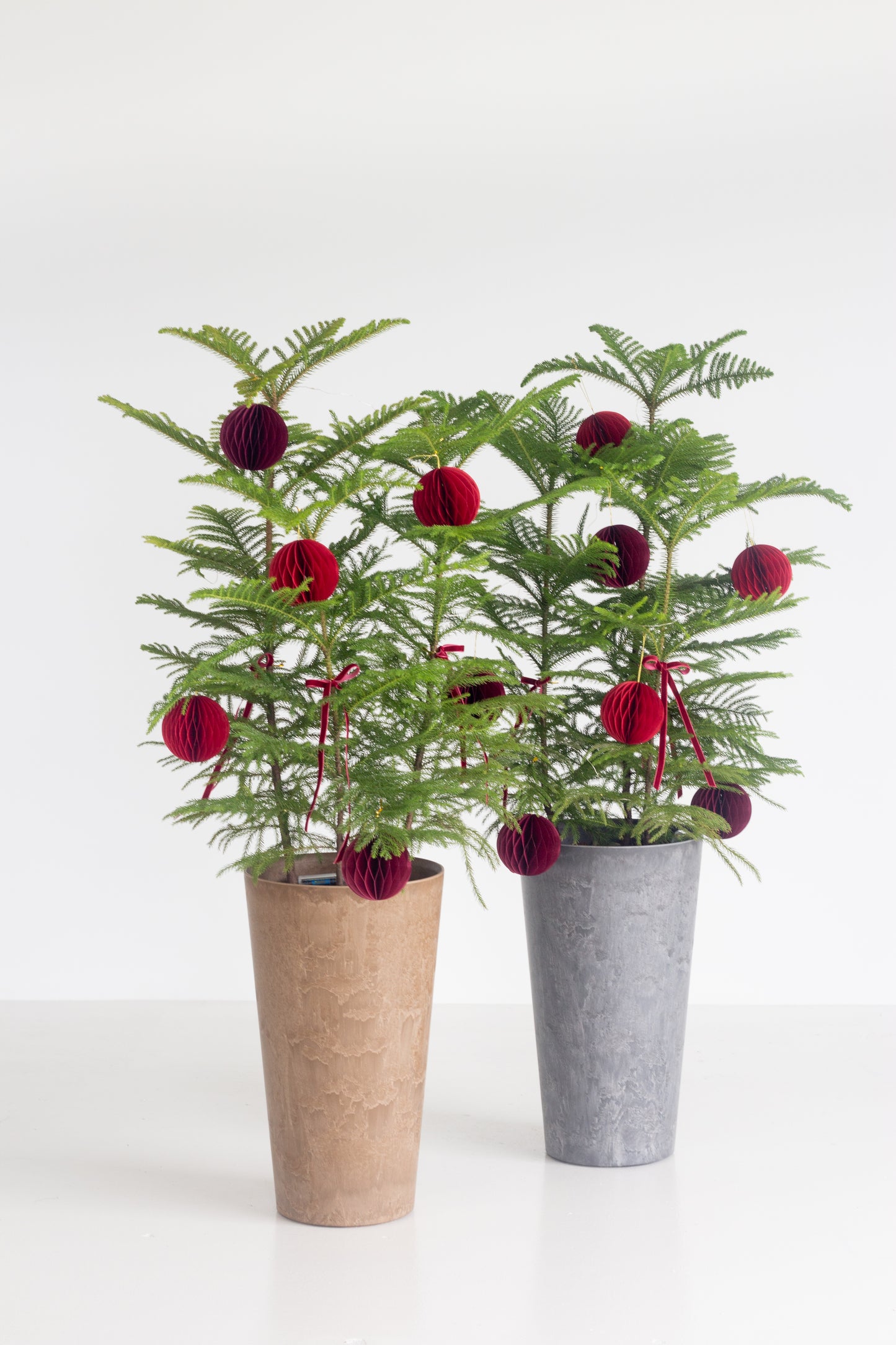 Norfolk Pine