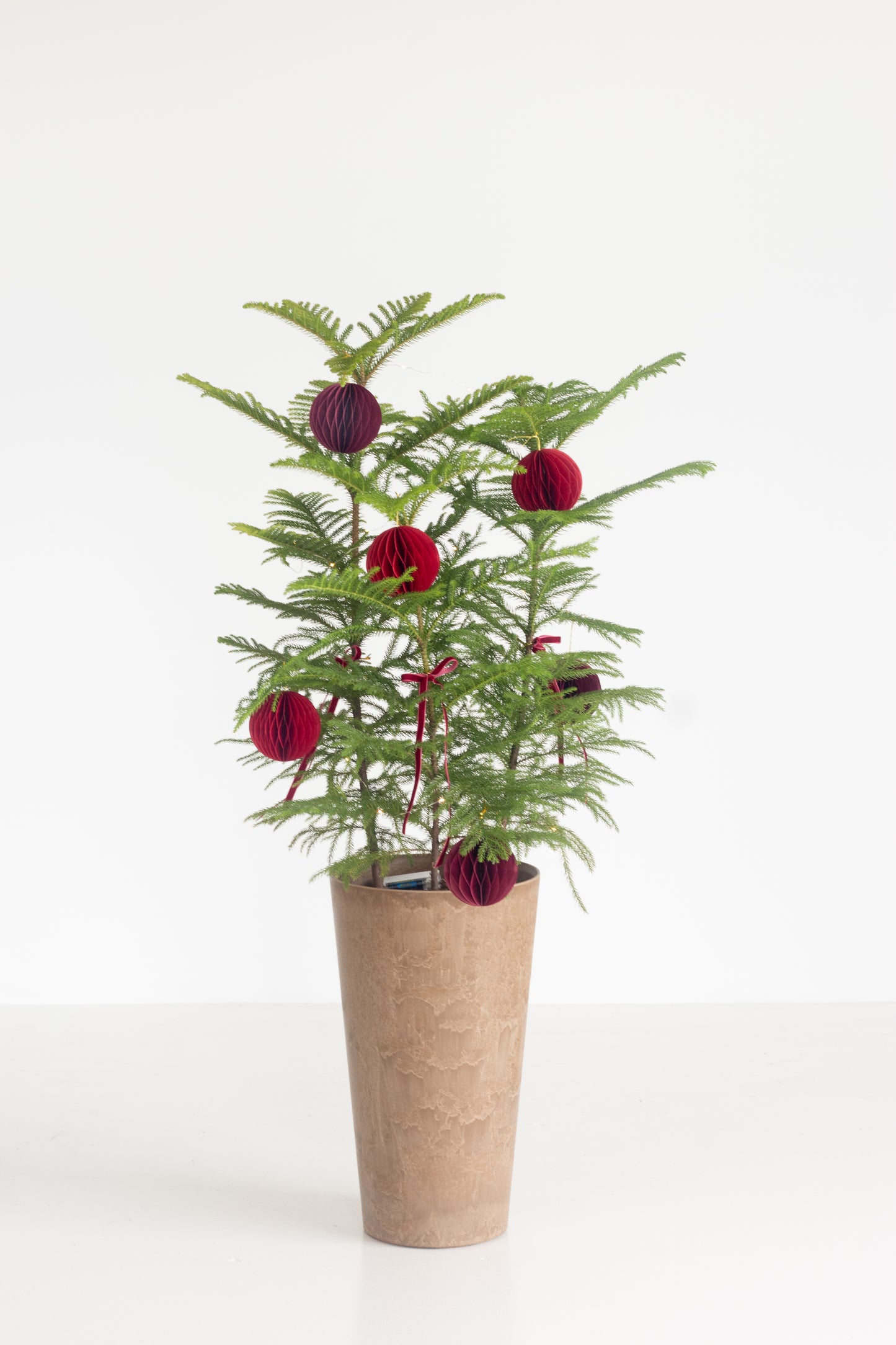 Norfolk Pine