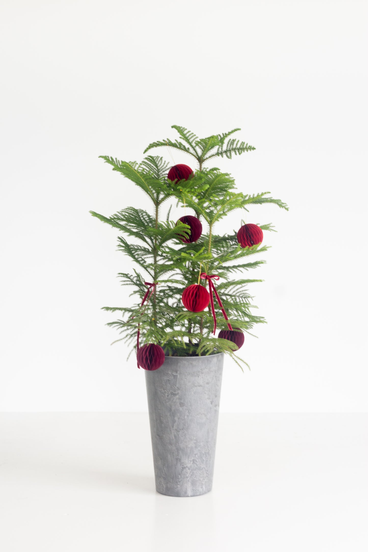 Norfolk Pine