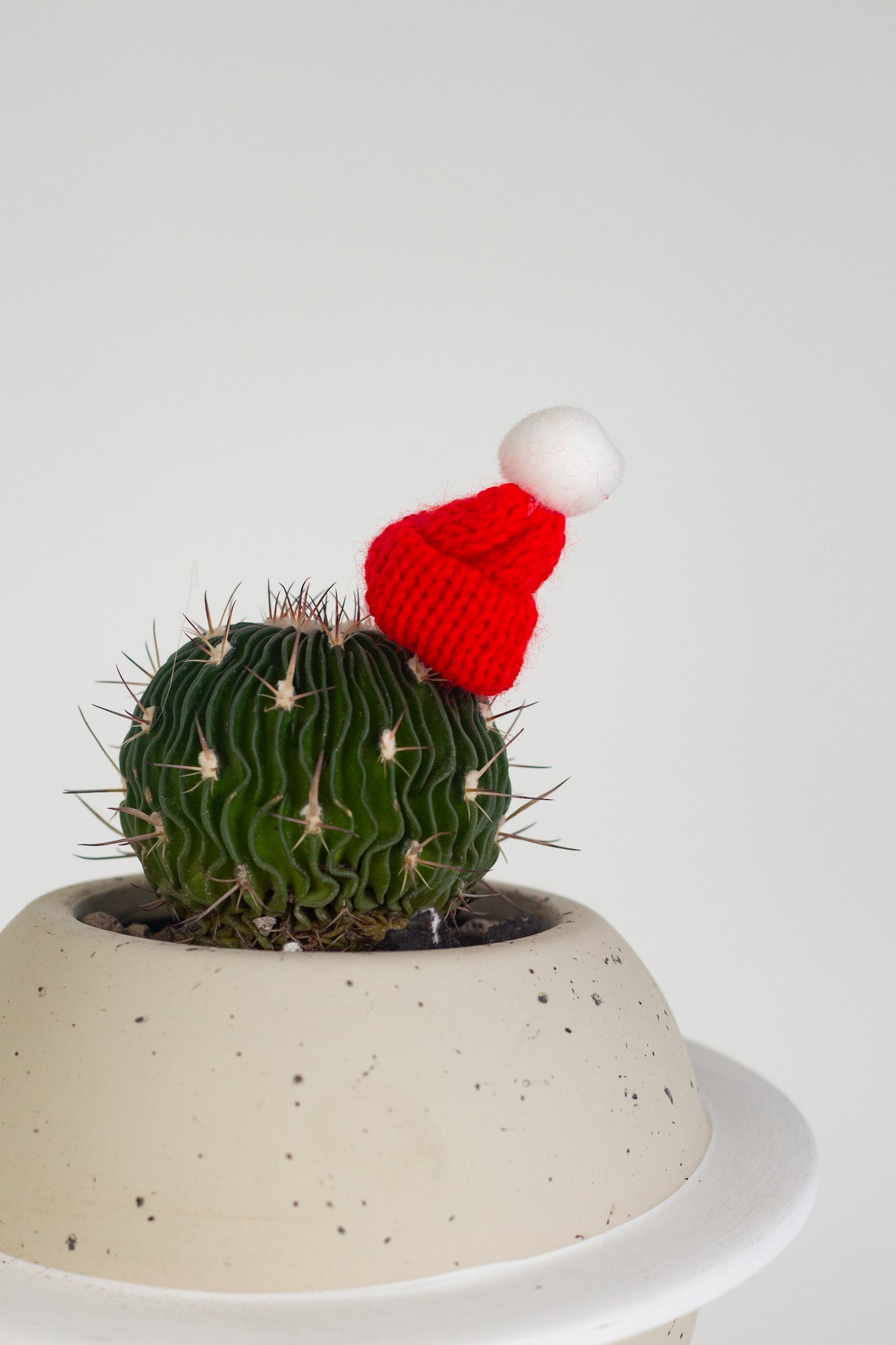 Festive Brain Cactus