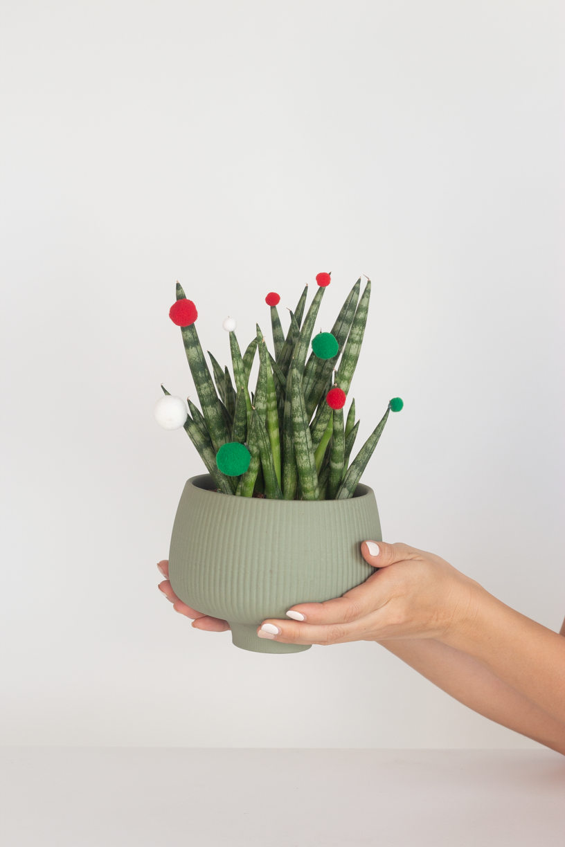 Sansevieria Cylindrica