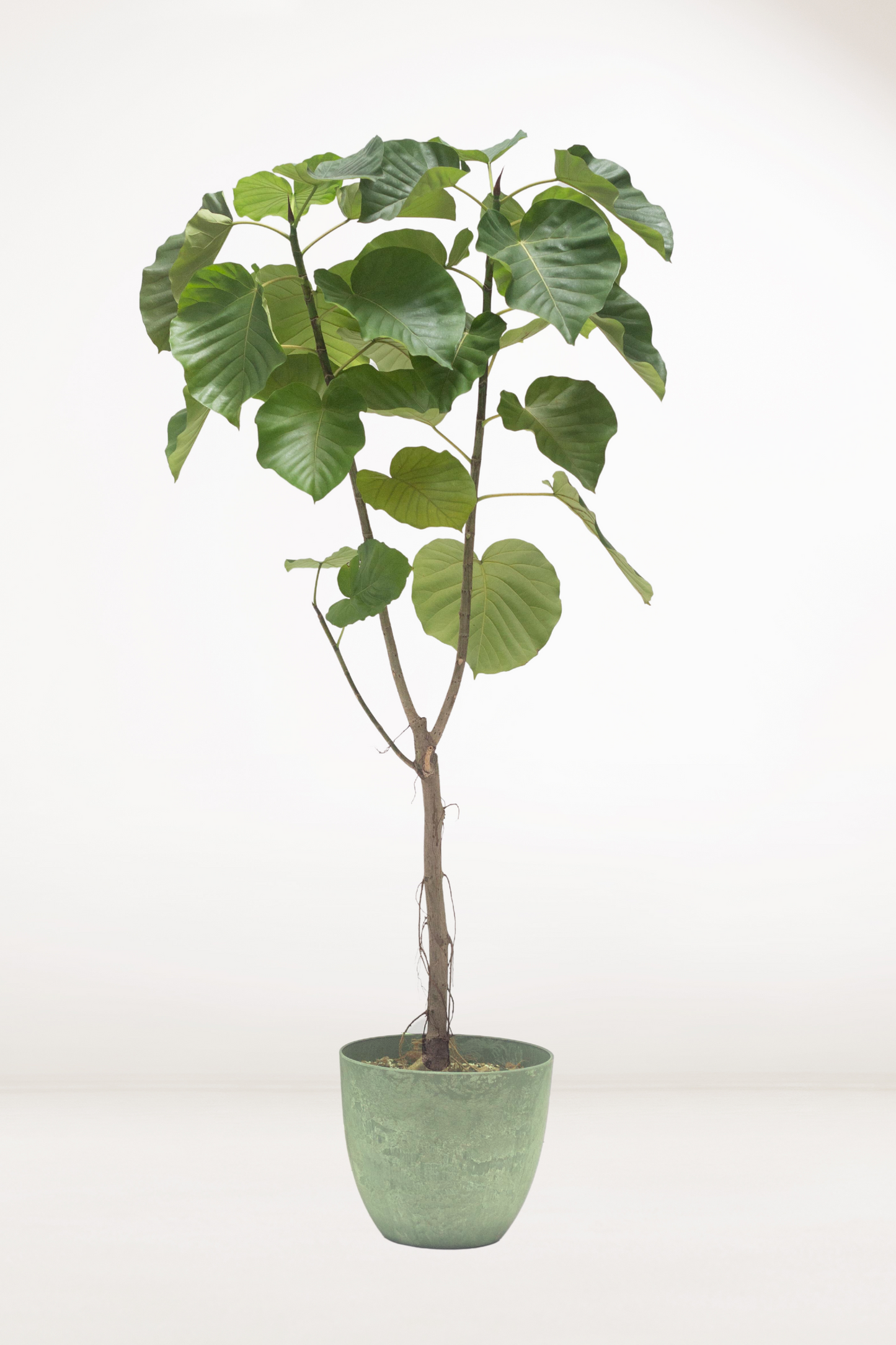 Ficus Umbellata