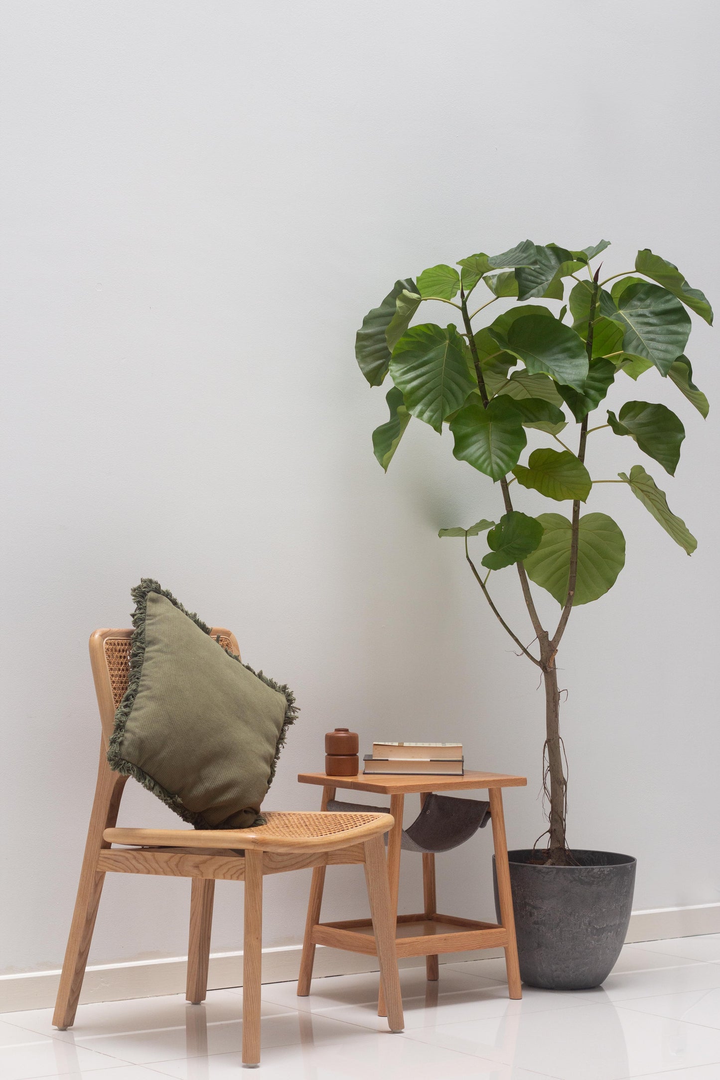 Ficus Umbellata