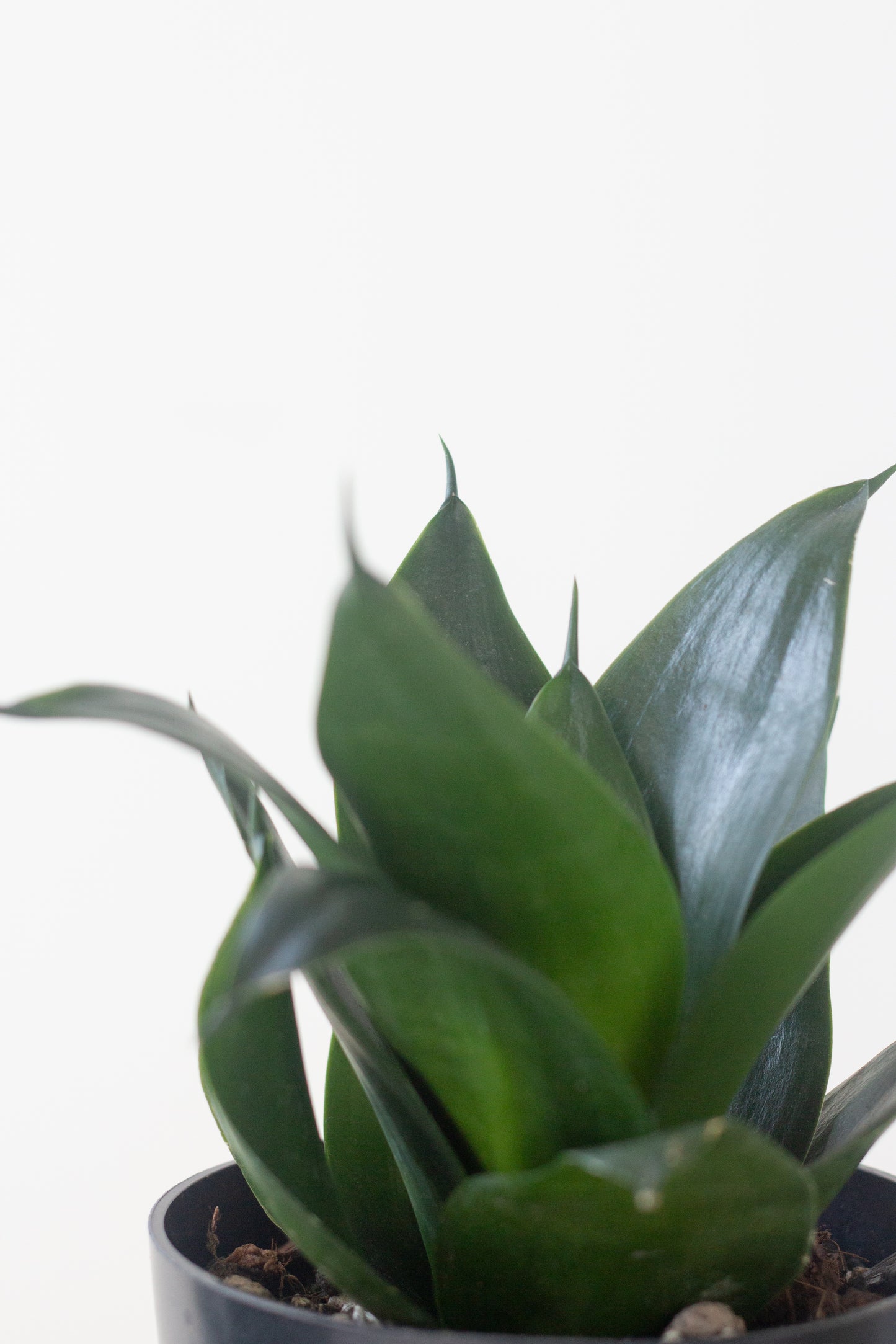 Closeup-Black Dragon