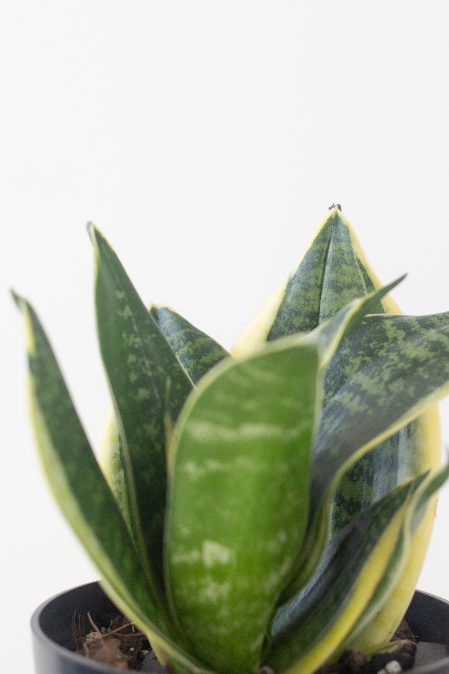 Closeup-Laurentii Dwarf