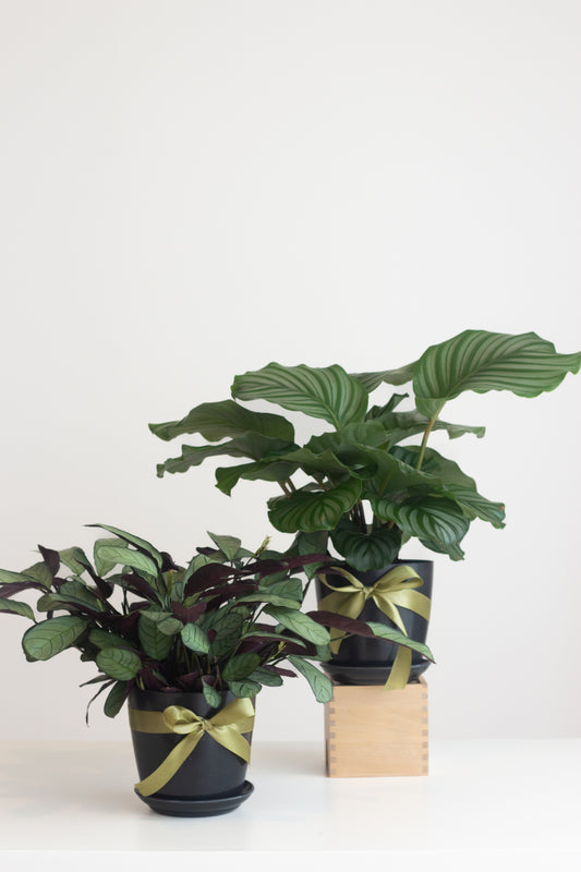 Calathea Elegance Set