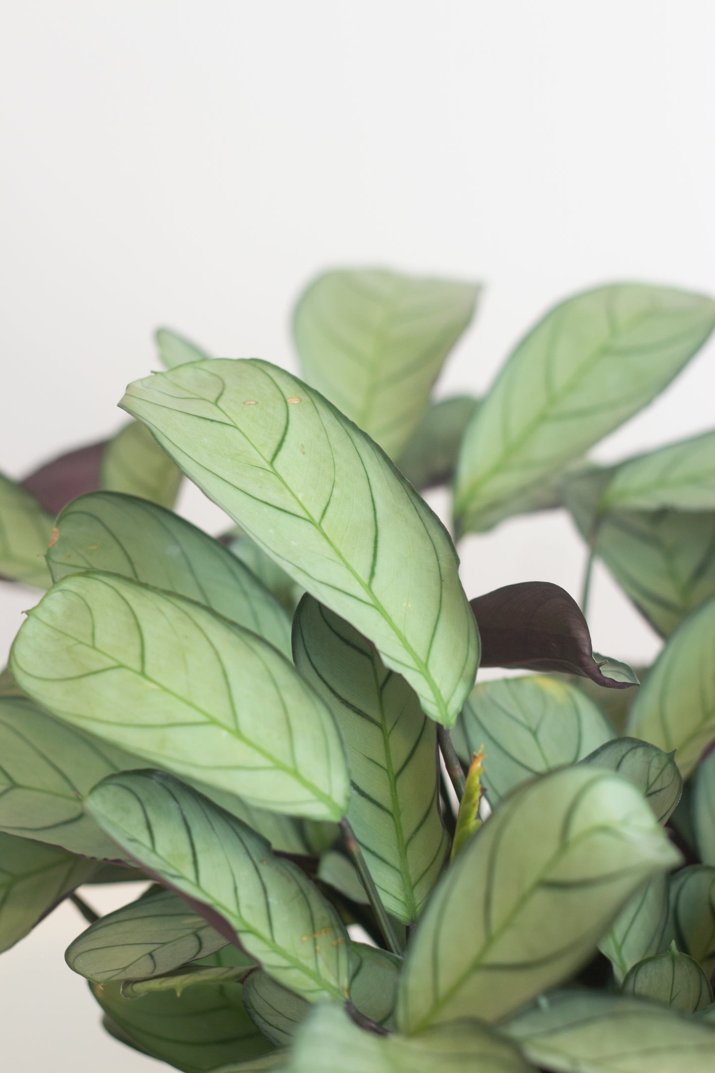 Closeup-Calathea Fishbone