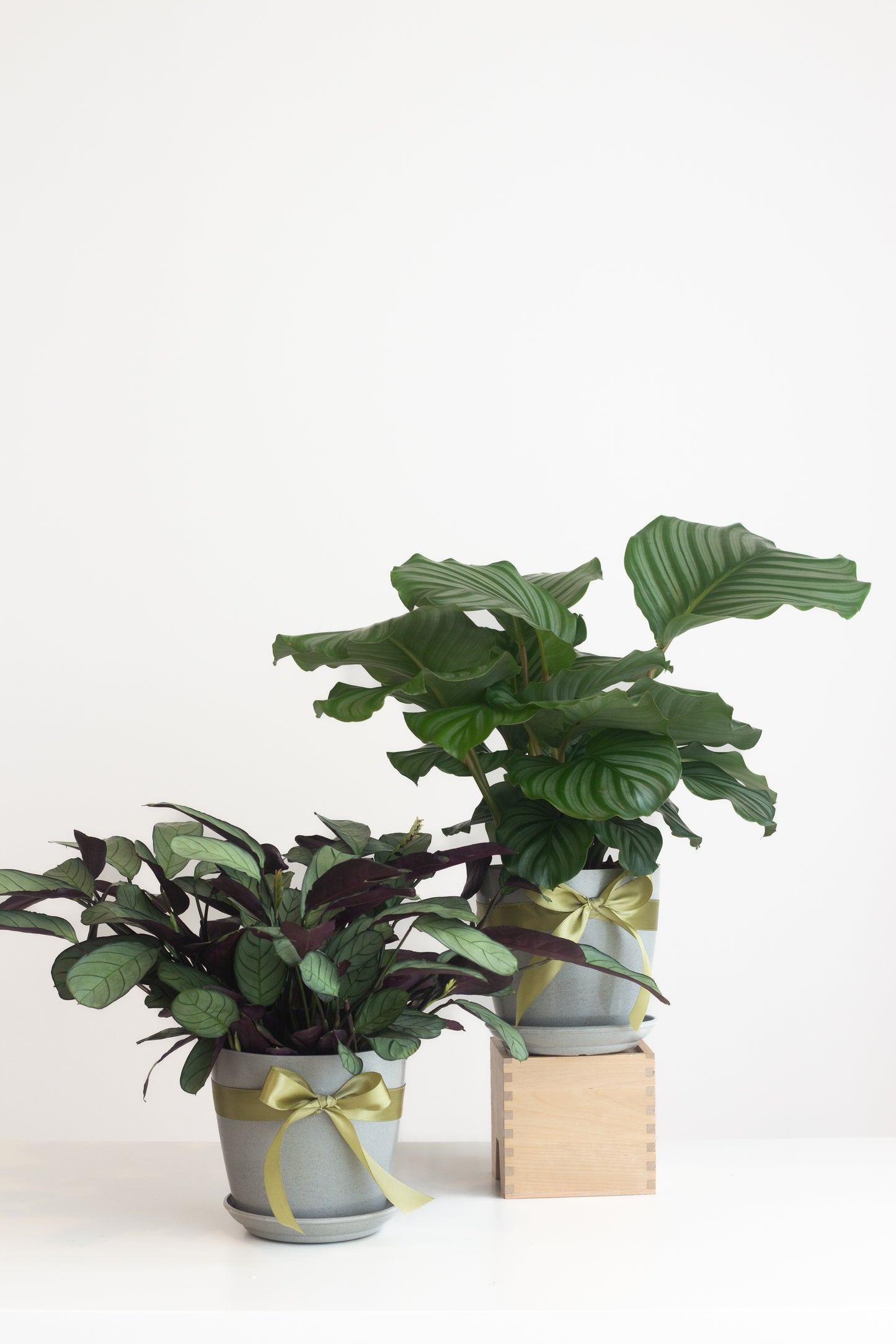 Calathea Elegance Set