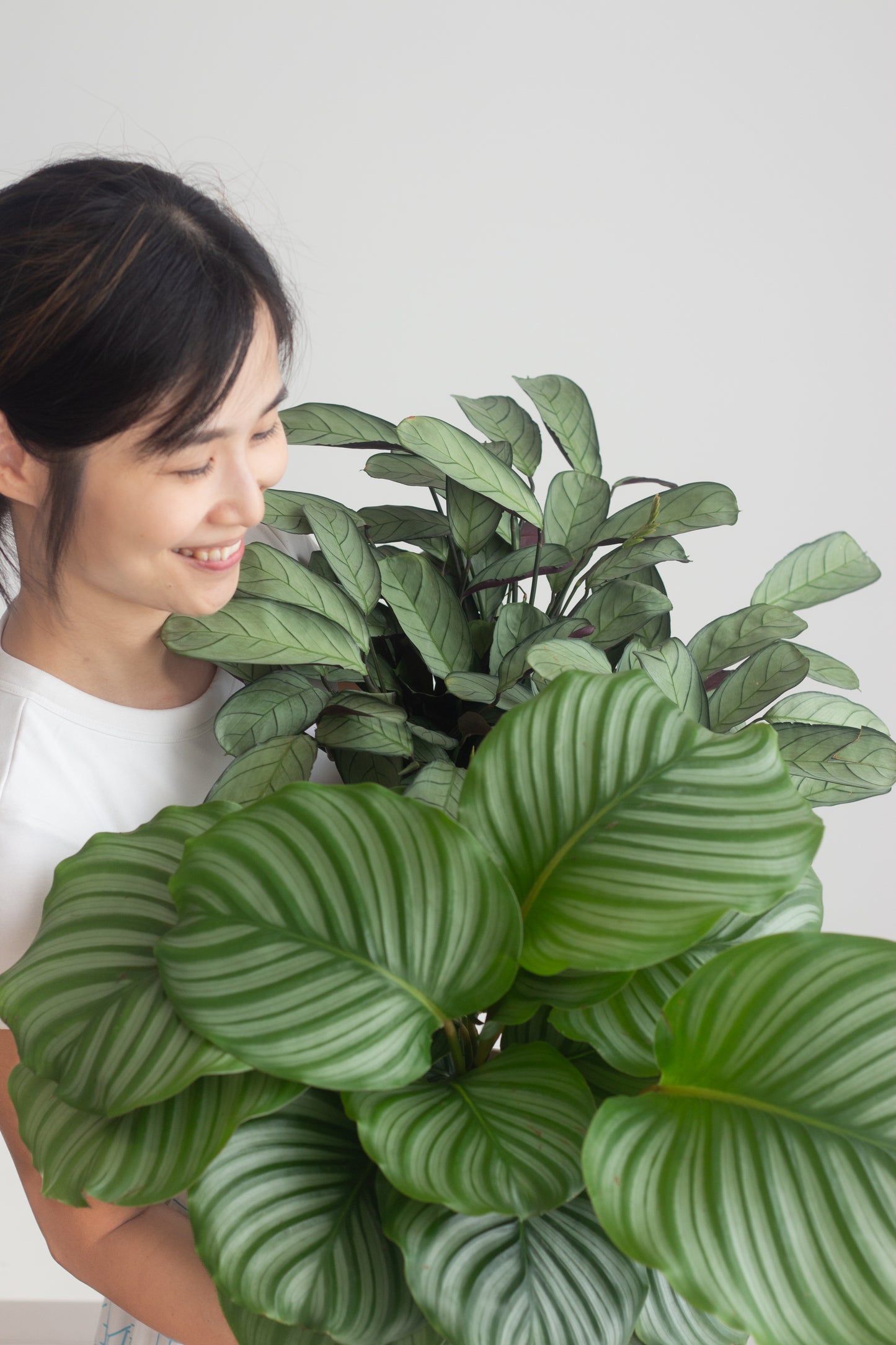 Calathea Elegance Set