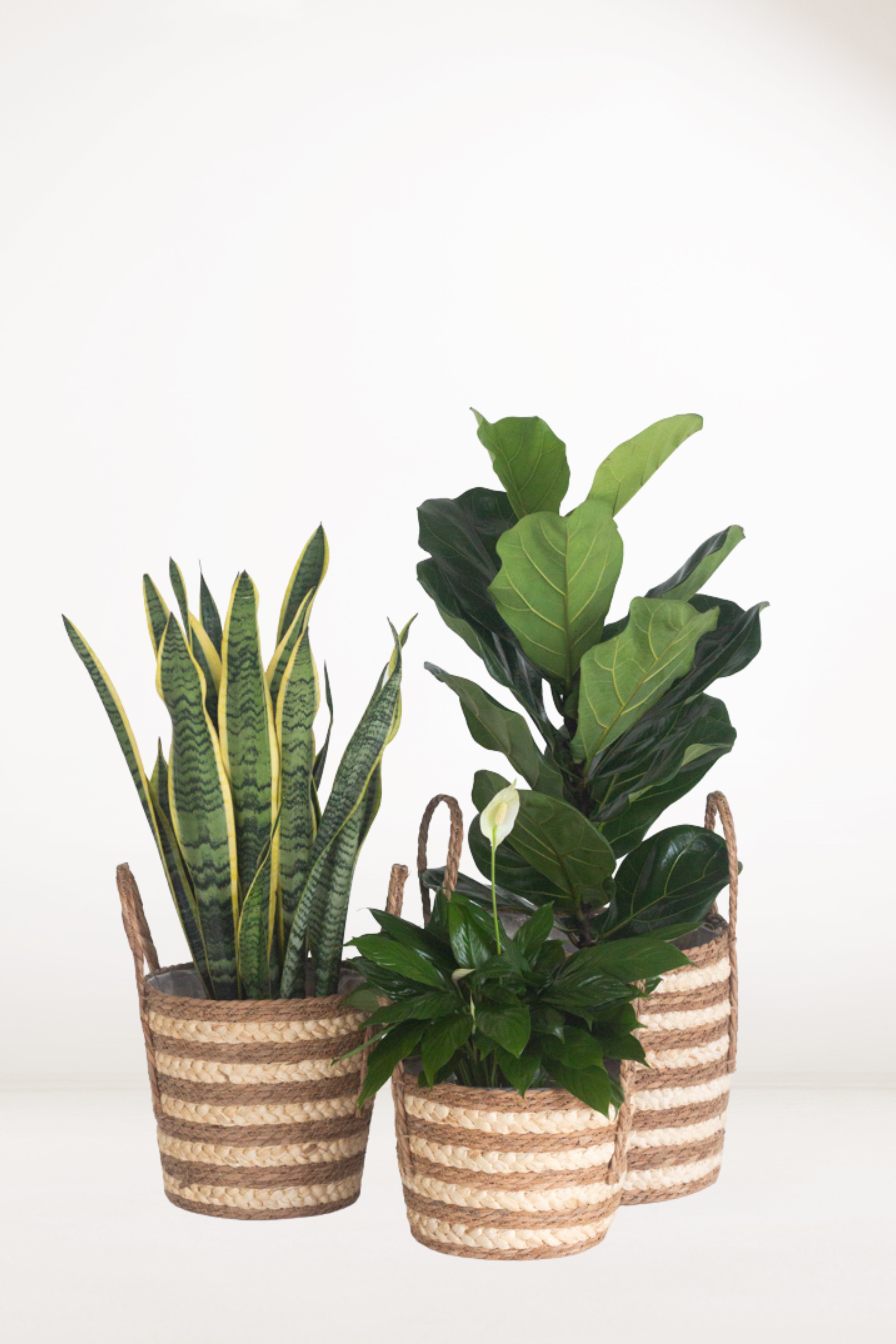 indoor plant set Classic Plant Set – Bloomspace