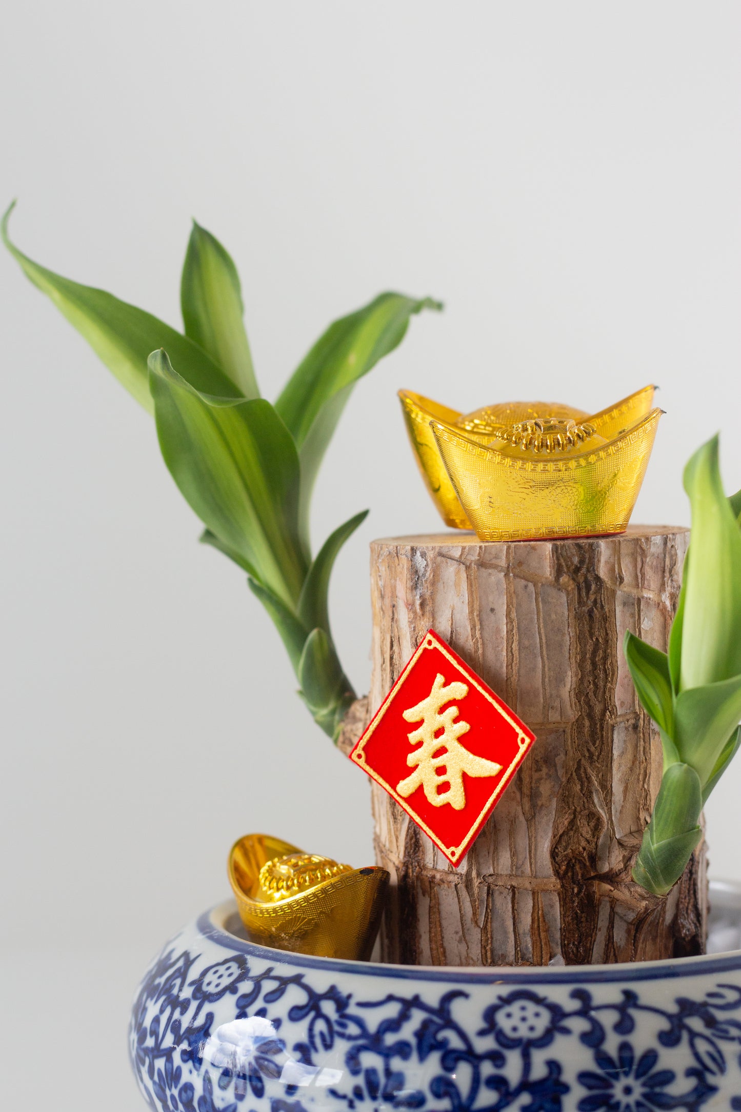 Fortune Dracaena