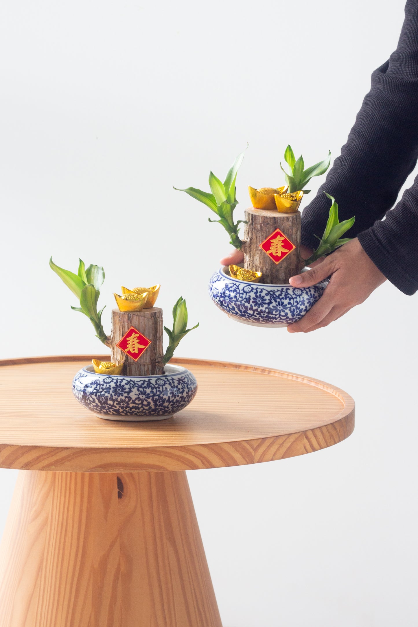 Fortune Dracaena
