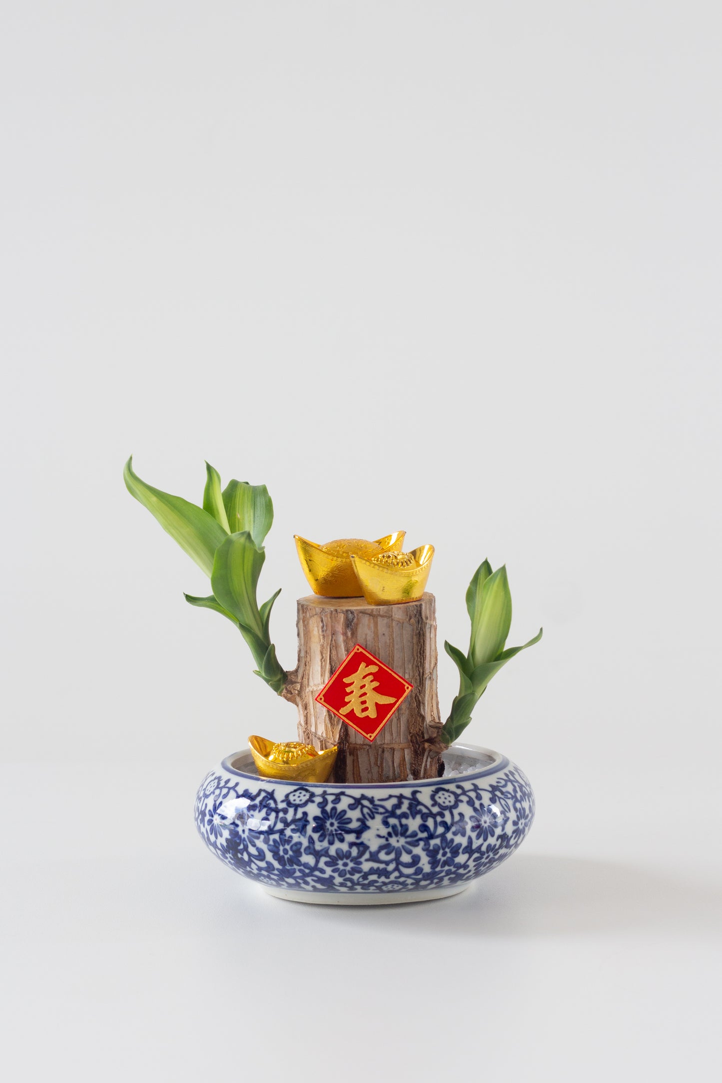 Fortune Dracaena