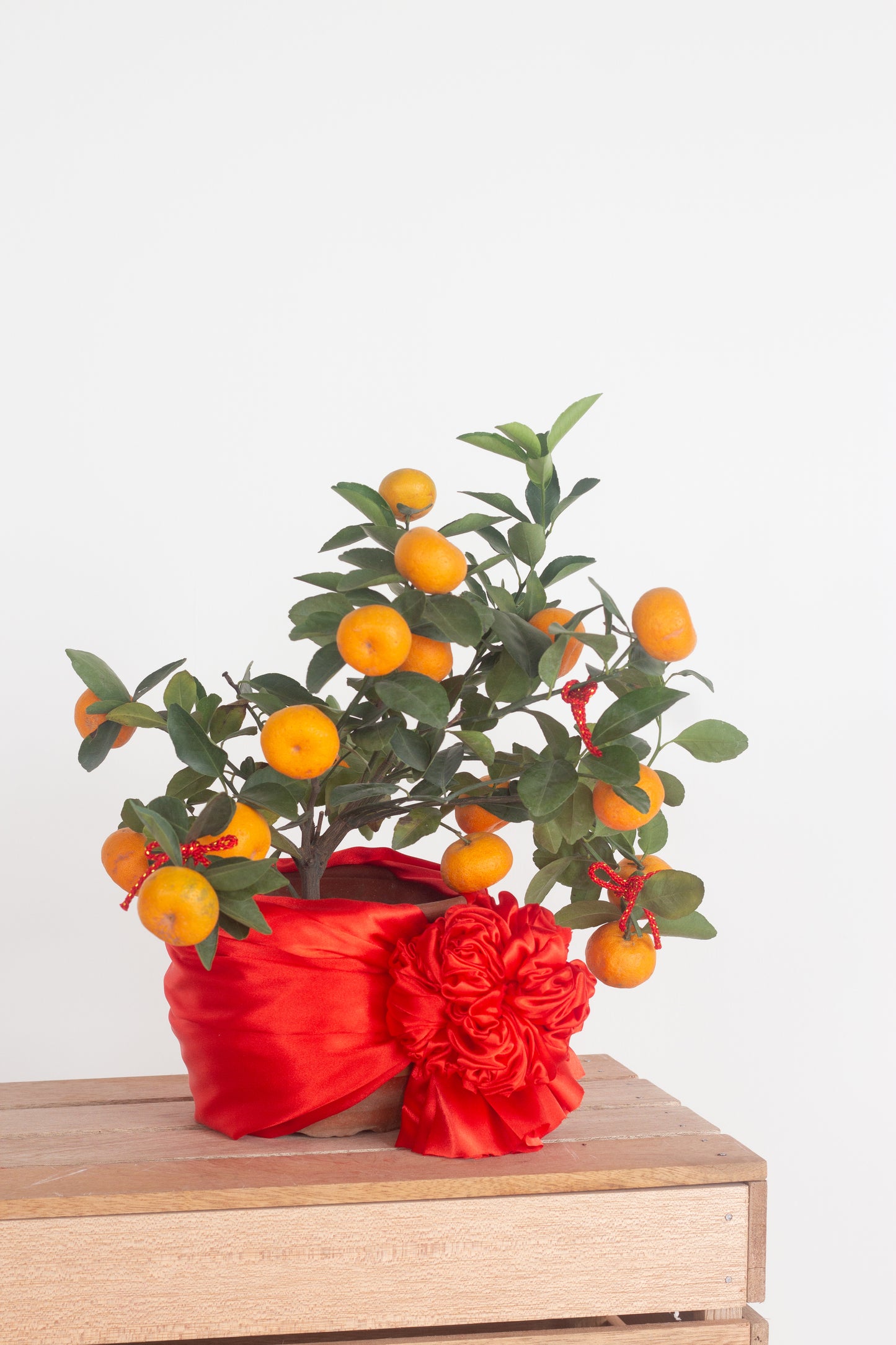 Tangerine Tree