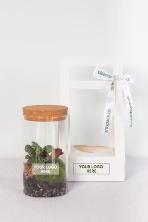 Terrarium Set