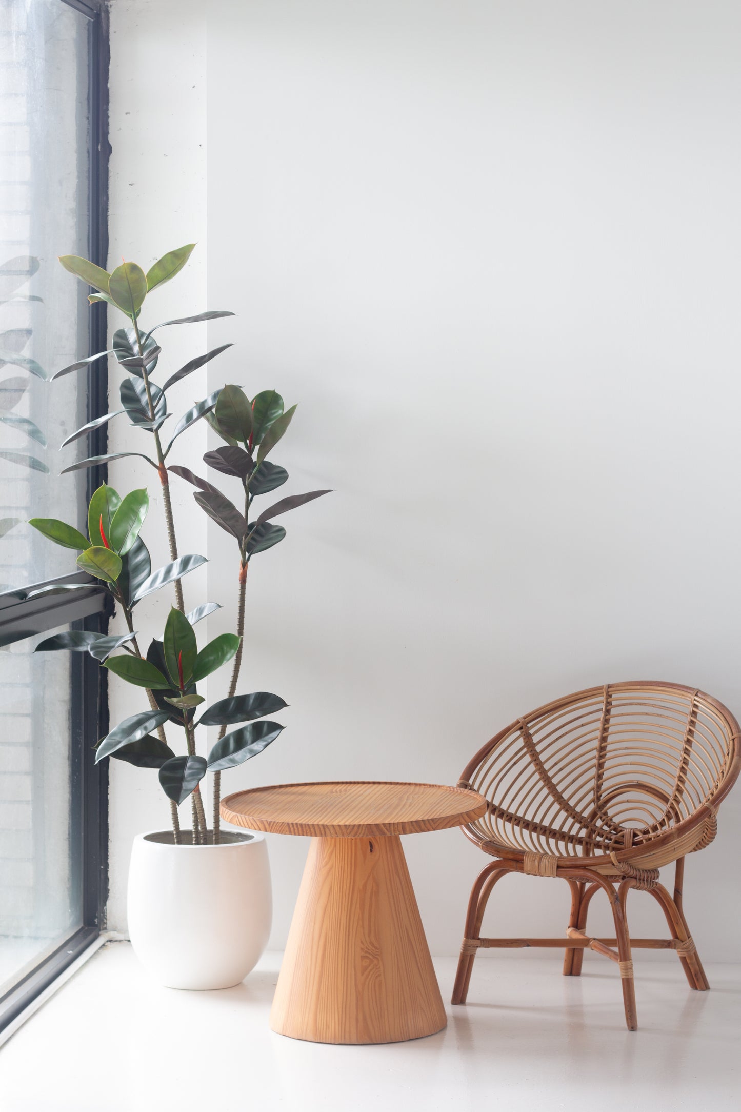 Faux Ficus Elastica
