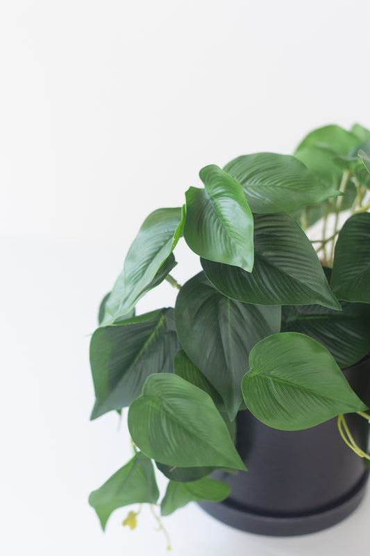 Faux Money Plant