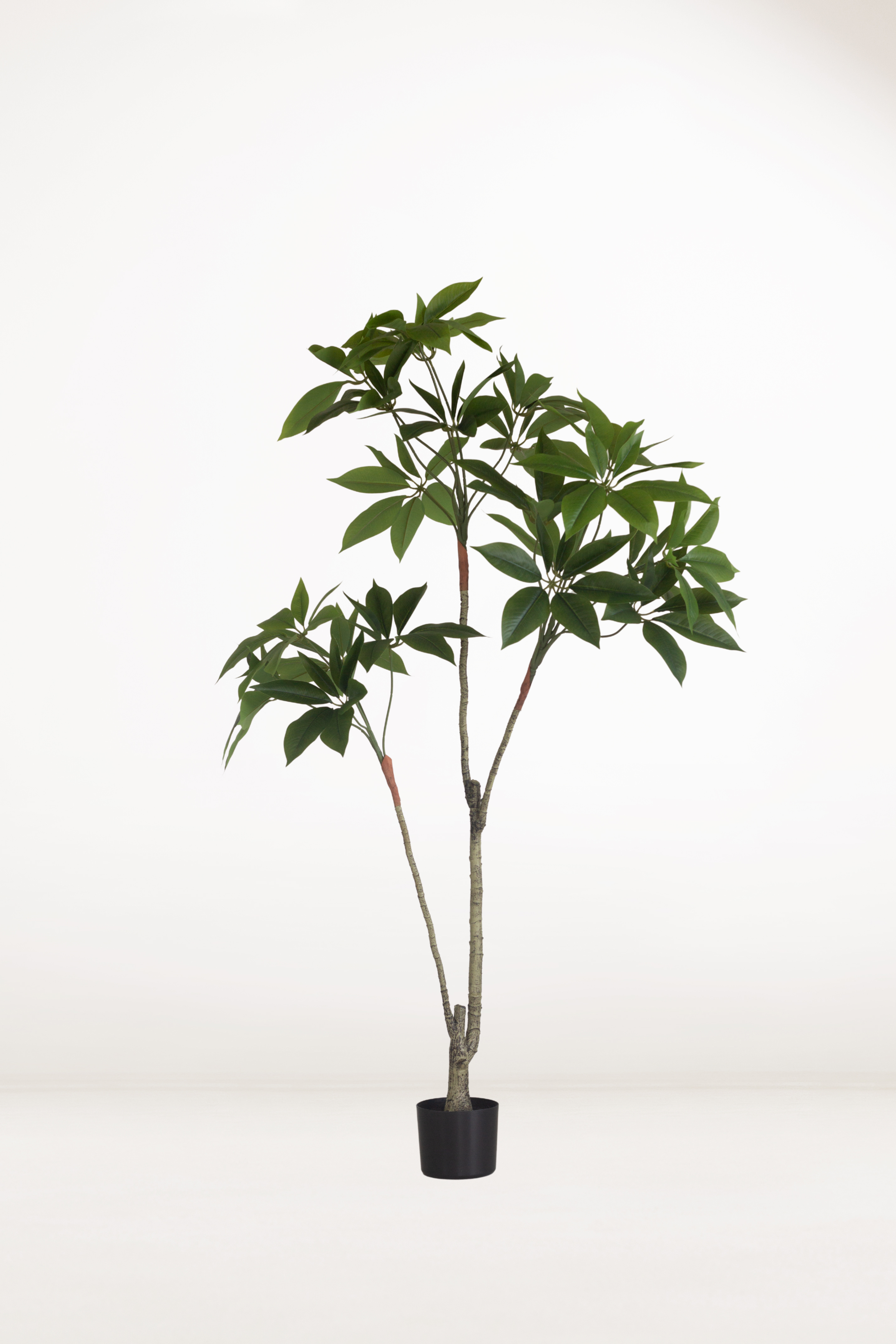 artificial money plant with pot Faux Money Tree – Bloomspace
