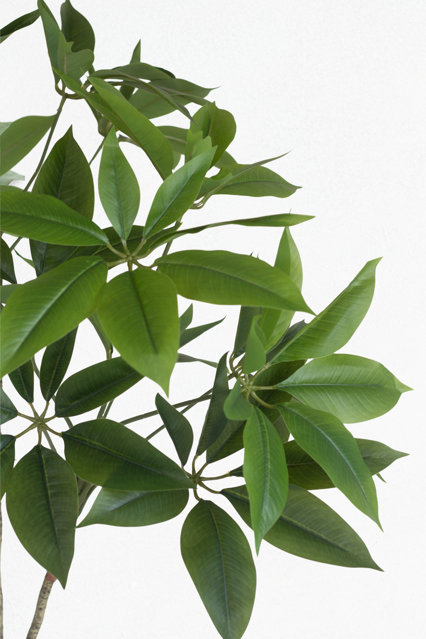 Faux Money Tree