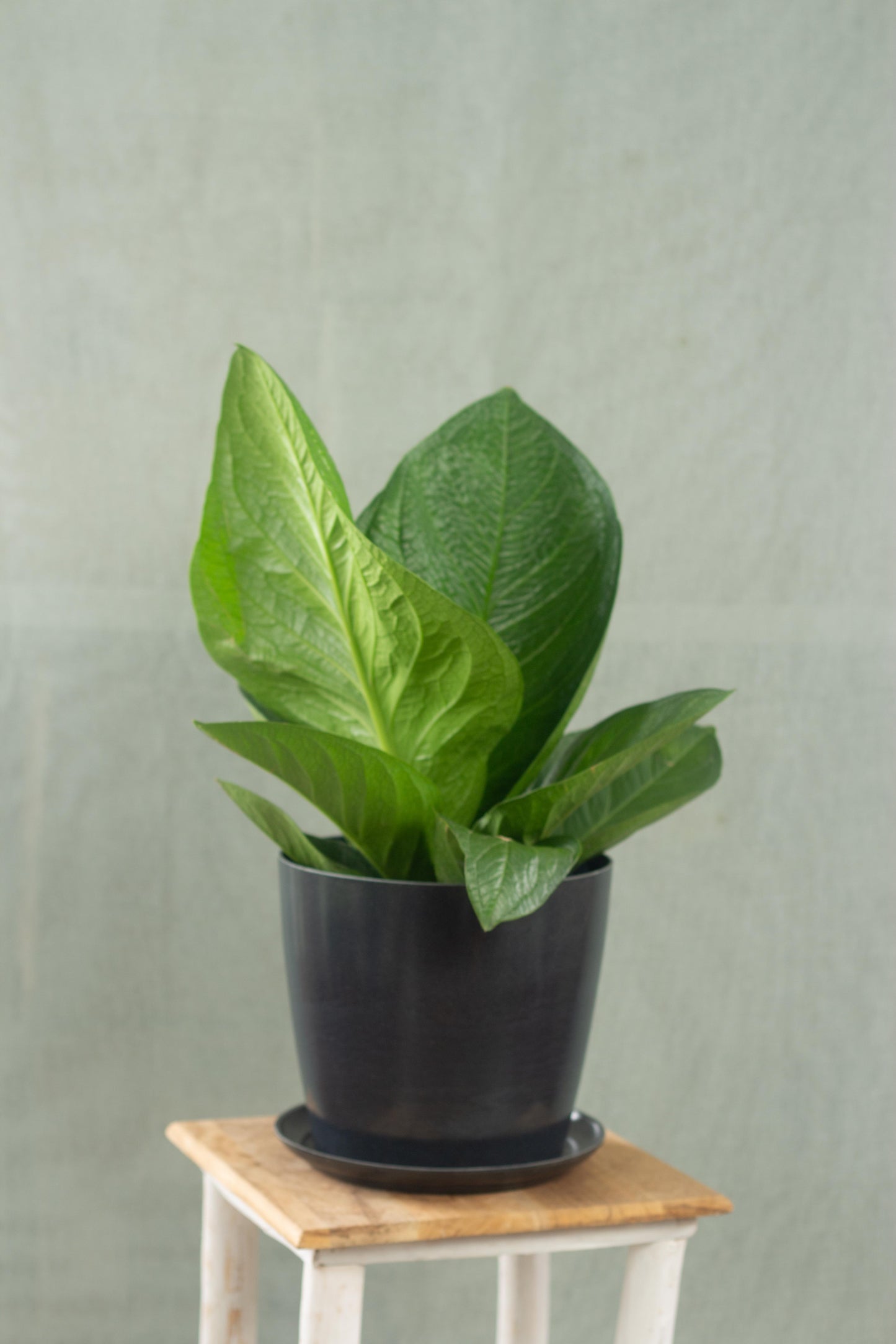 Anthurium Jungle Bush