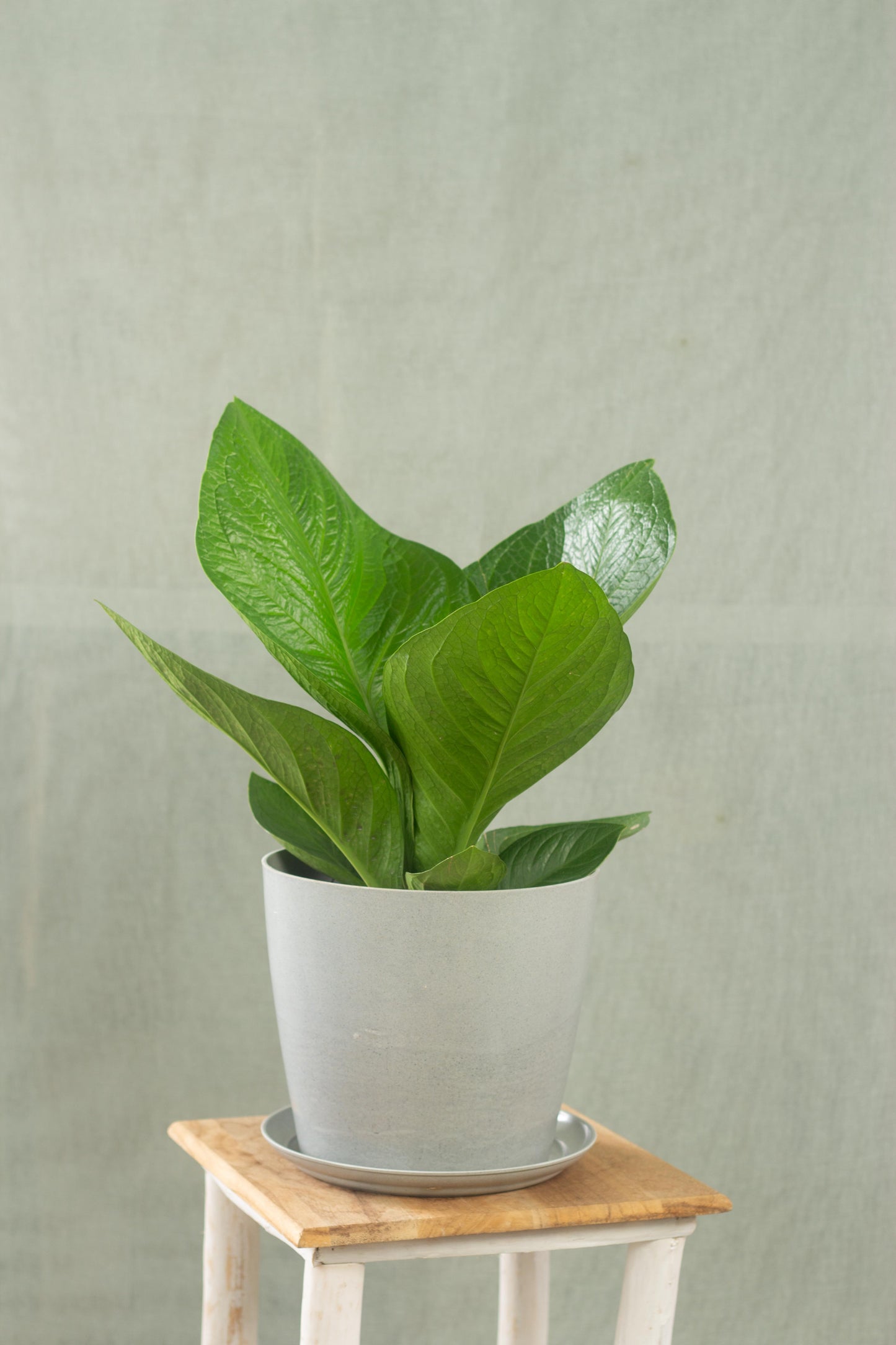 Anthurium Jungle Bush