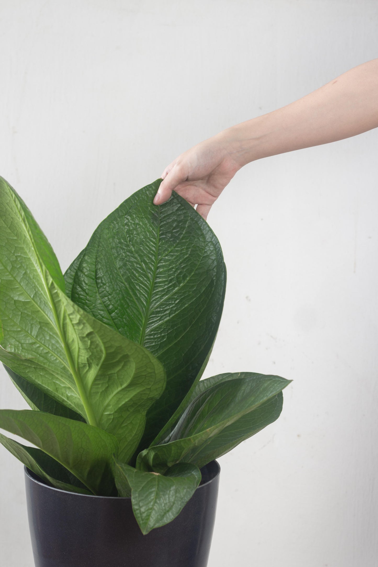 Anthurium Jungle Bush