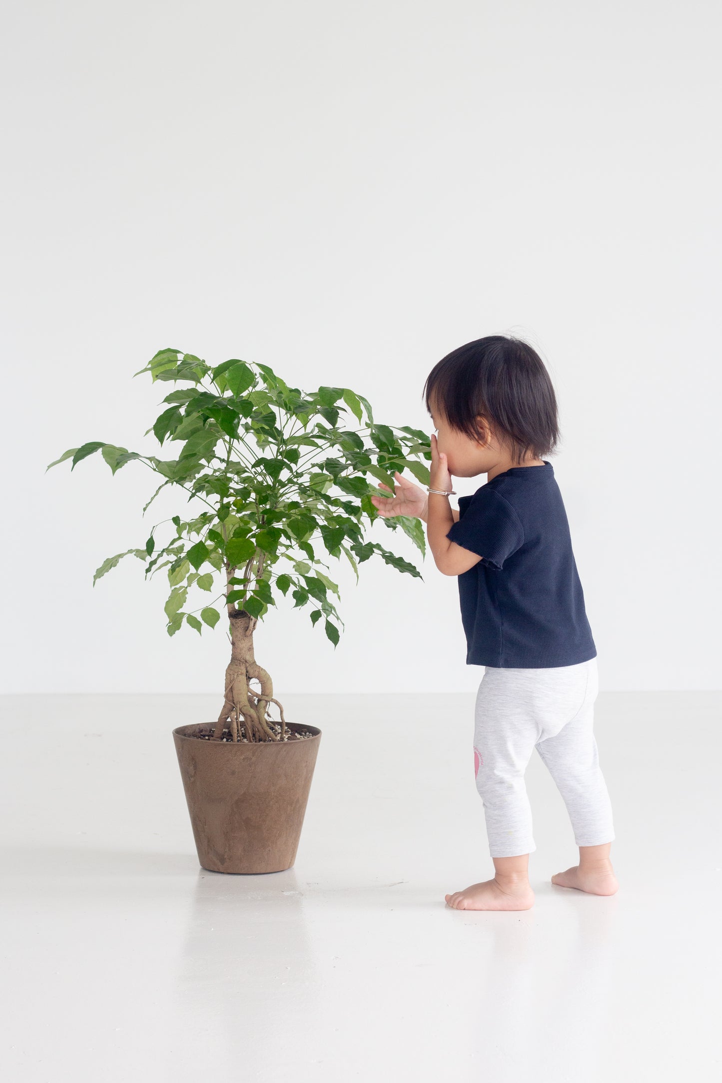 China Doll Bonsai