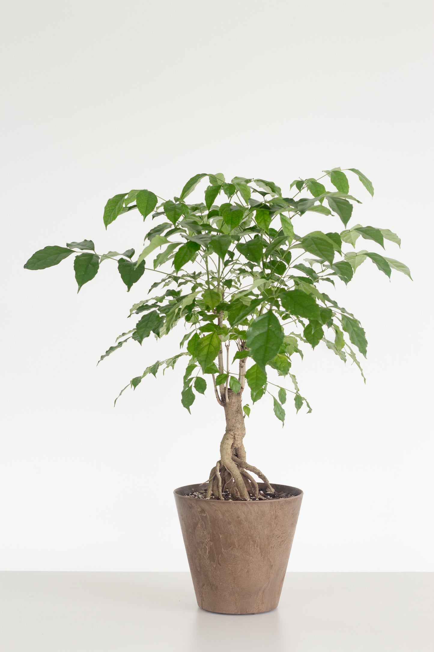 China Doll Bonsai