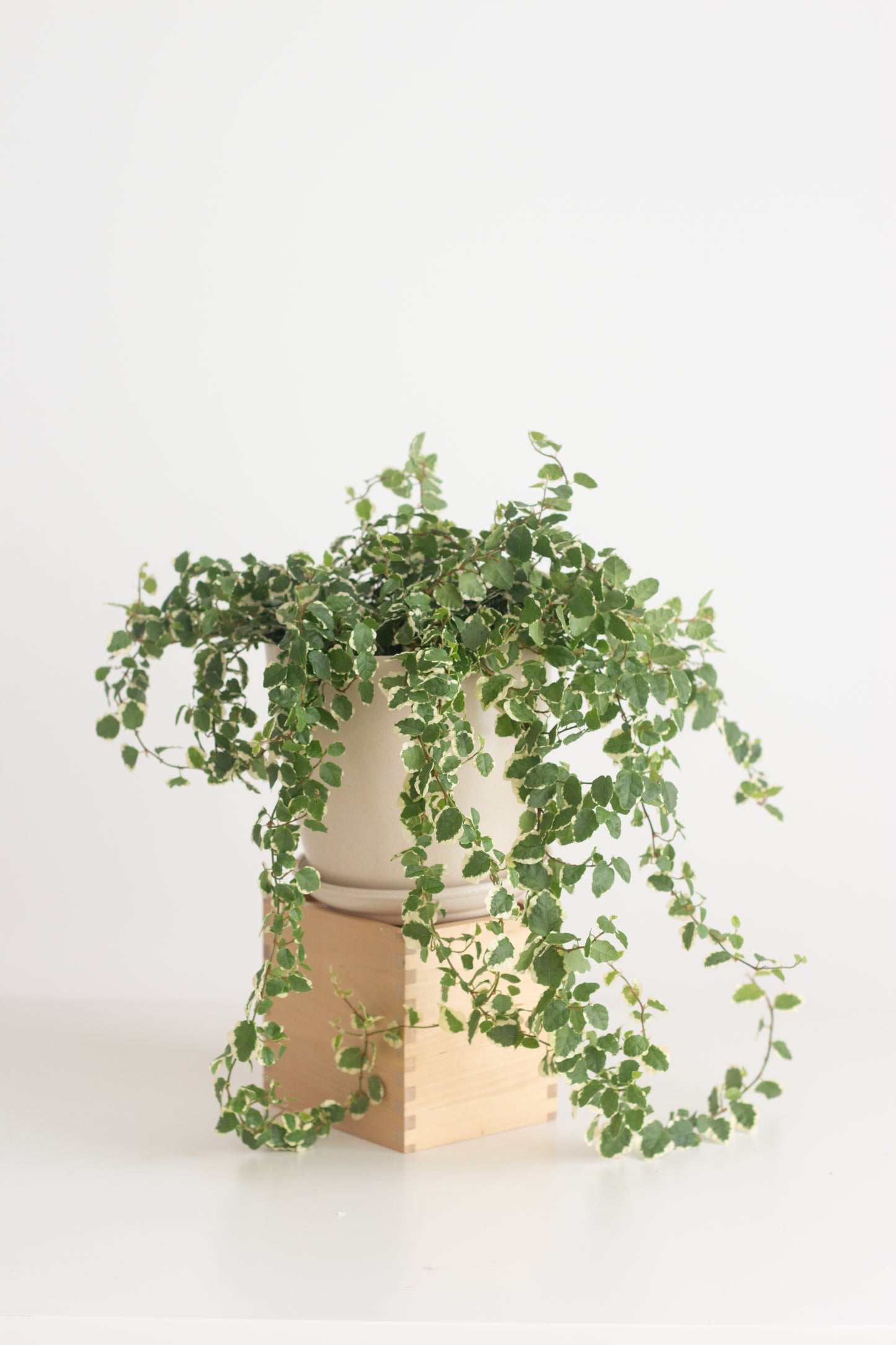 Ficus Pumila Variegata
