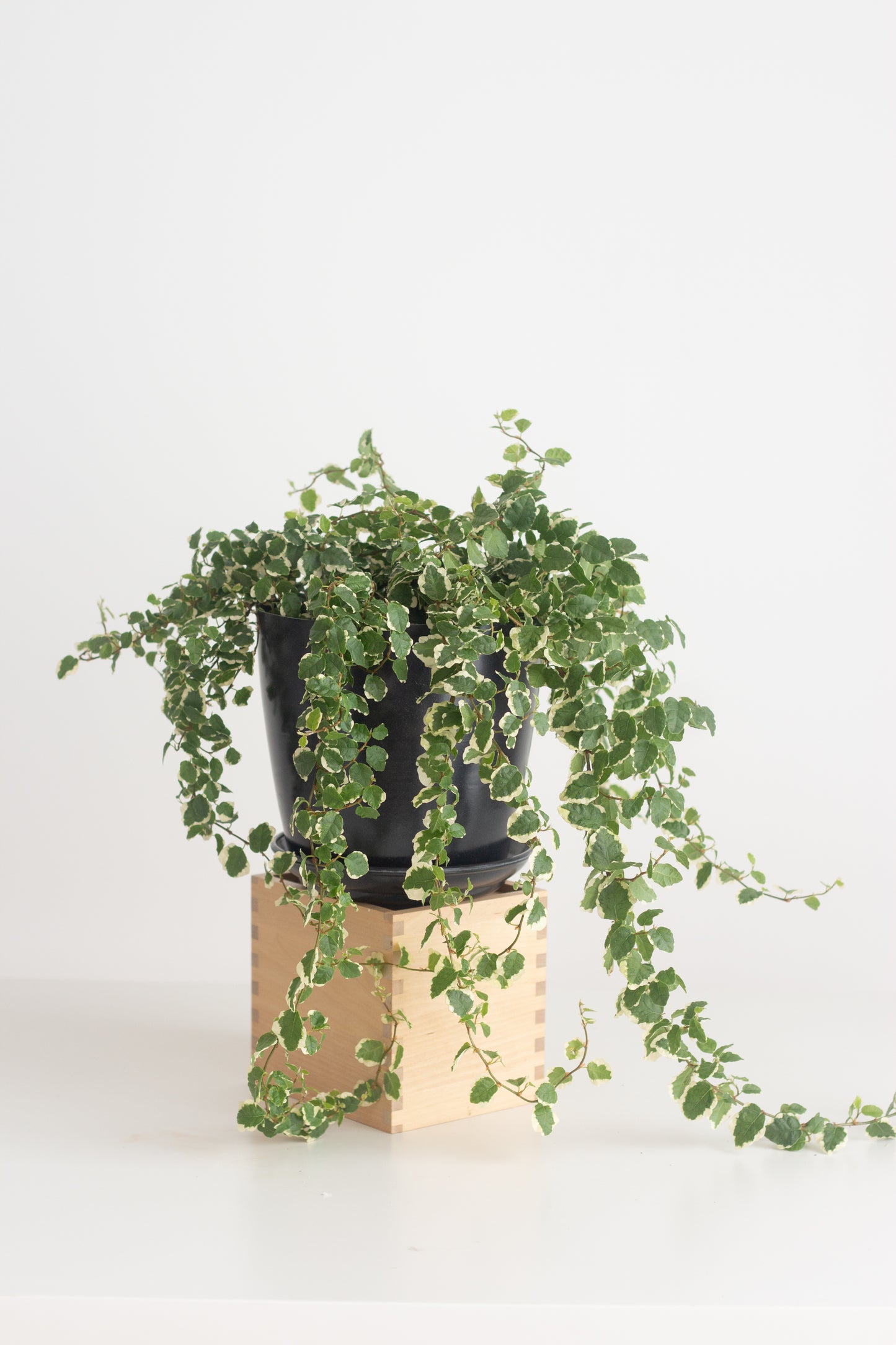 Ficus Pumila Variegata