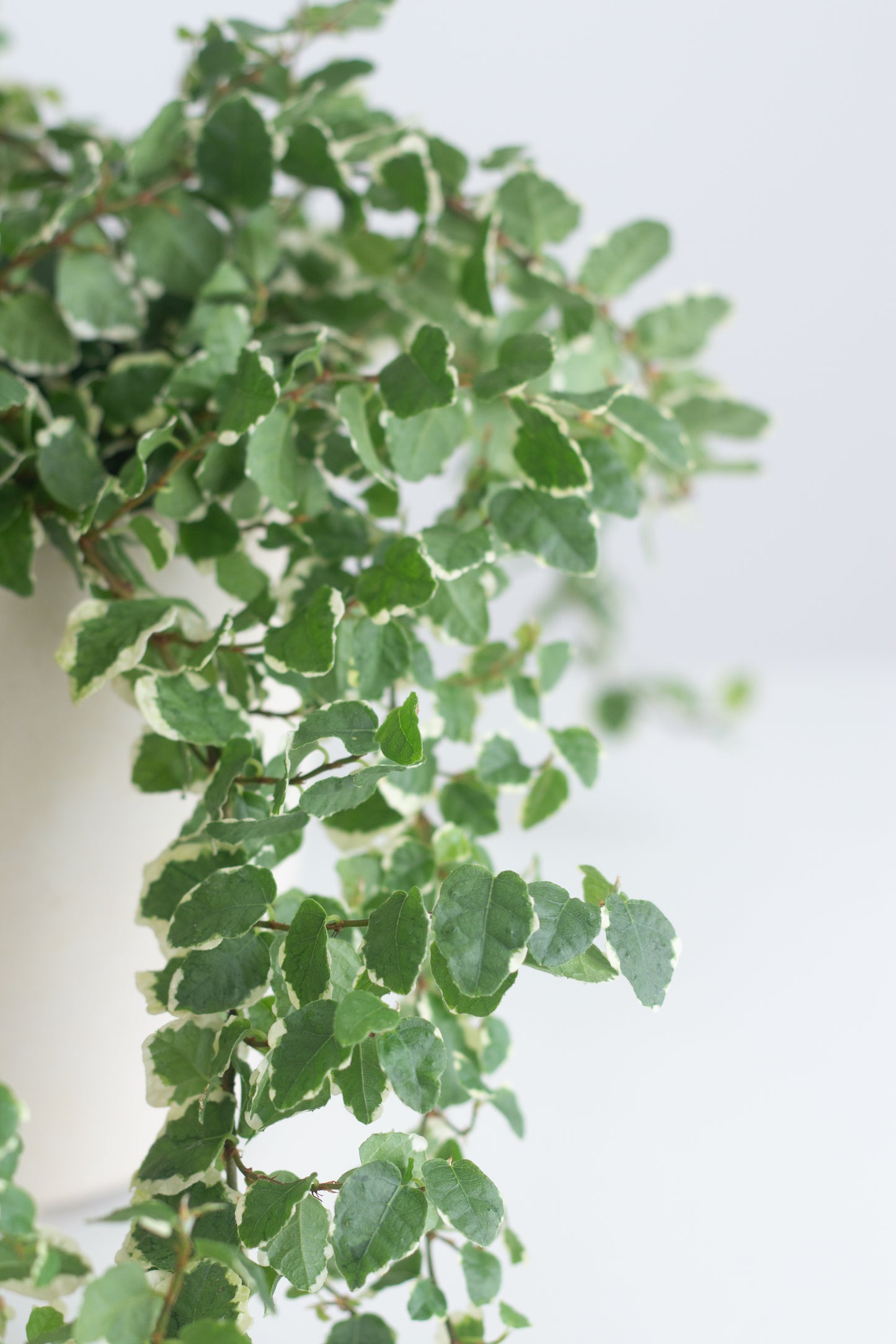Ficus Pumila Variegata