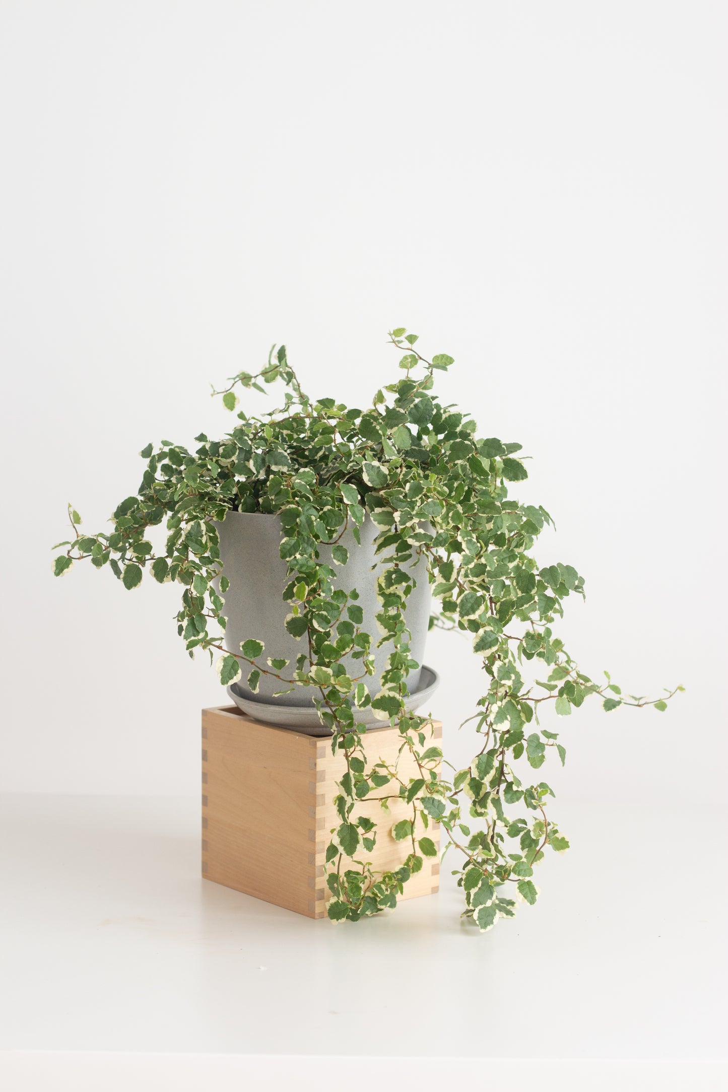 Ficus Pumila Variegata