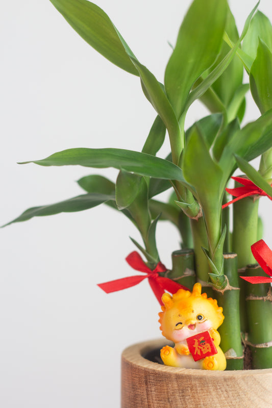 Lucky Bamboo