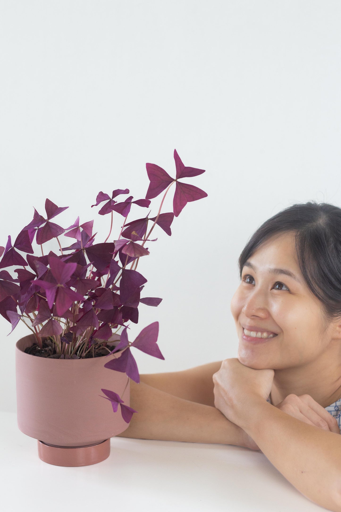 Oxalis Triangularis
