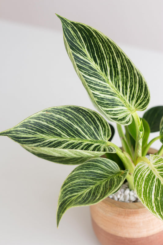 Philodendron Birkin
