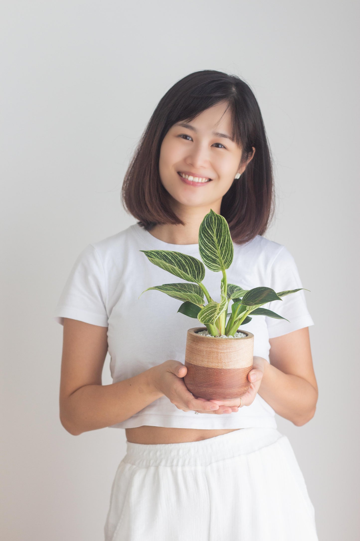 Philodendron Birkin