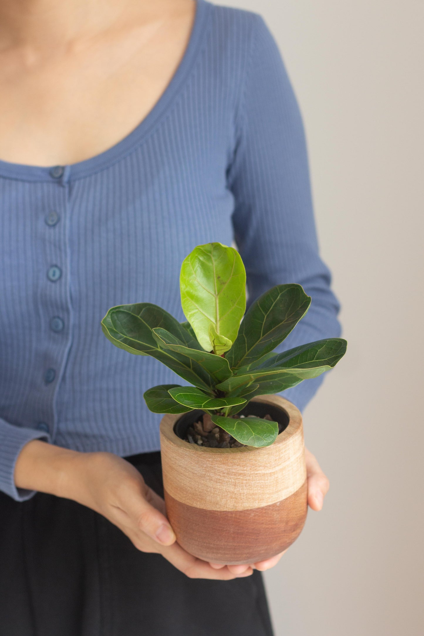Fiddle Leaf Fig