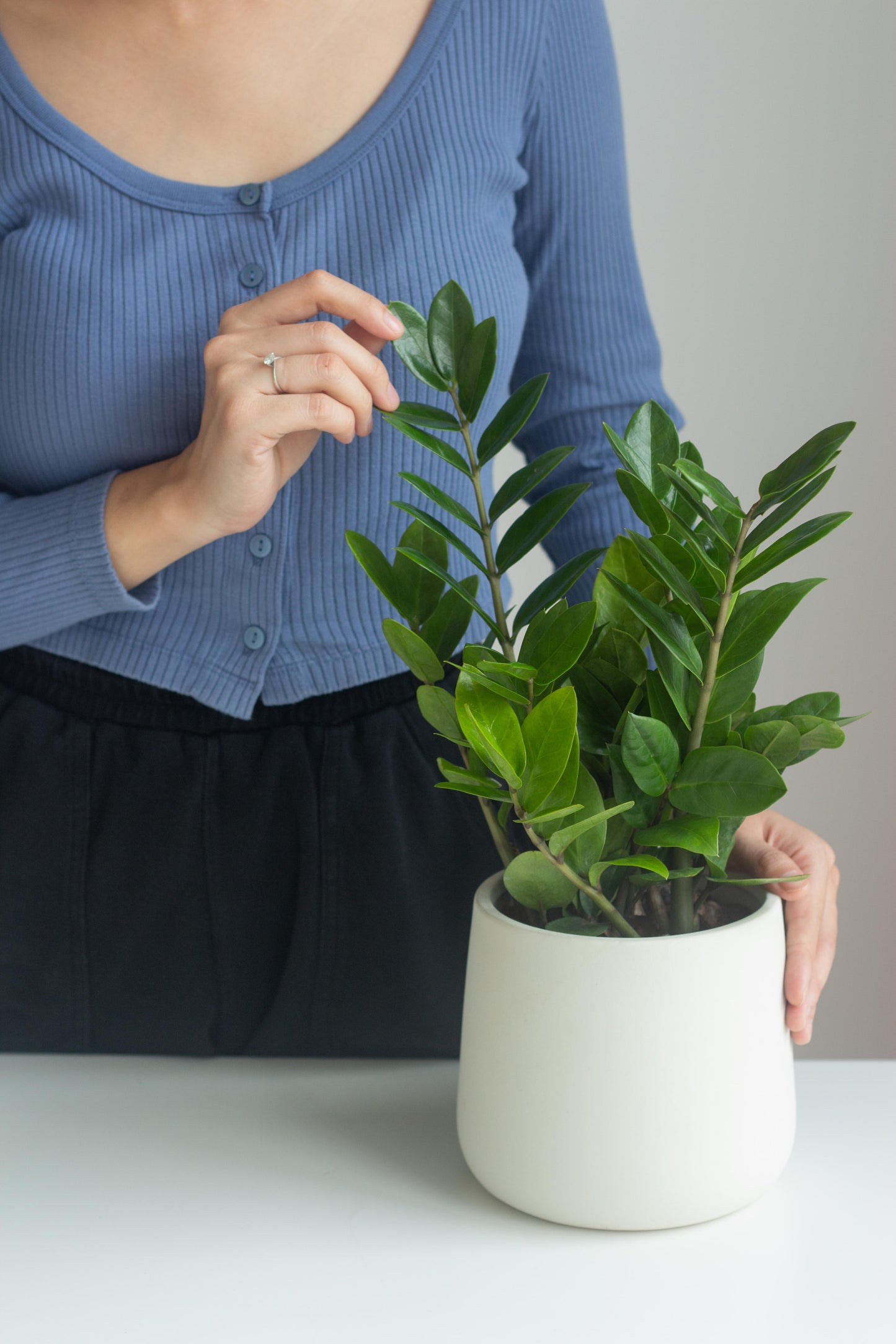ZZ Plant