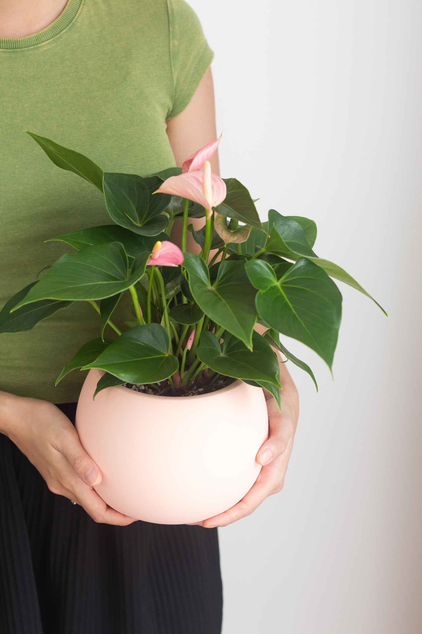 Anthurium Pink