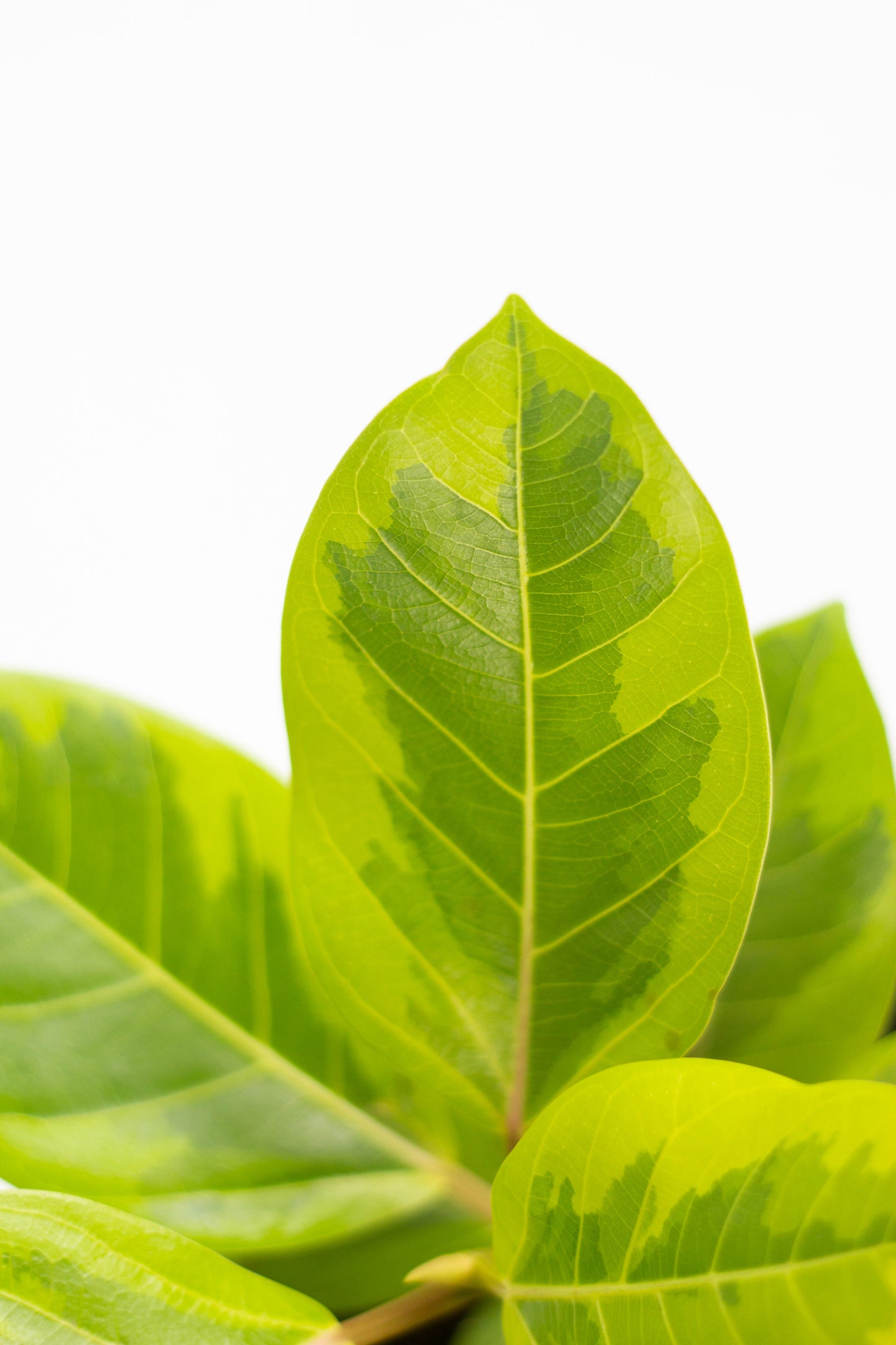 Ficus Altissima