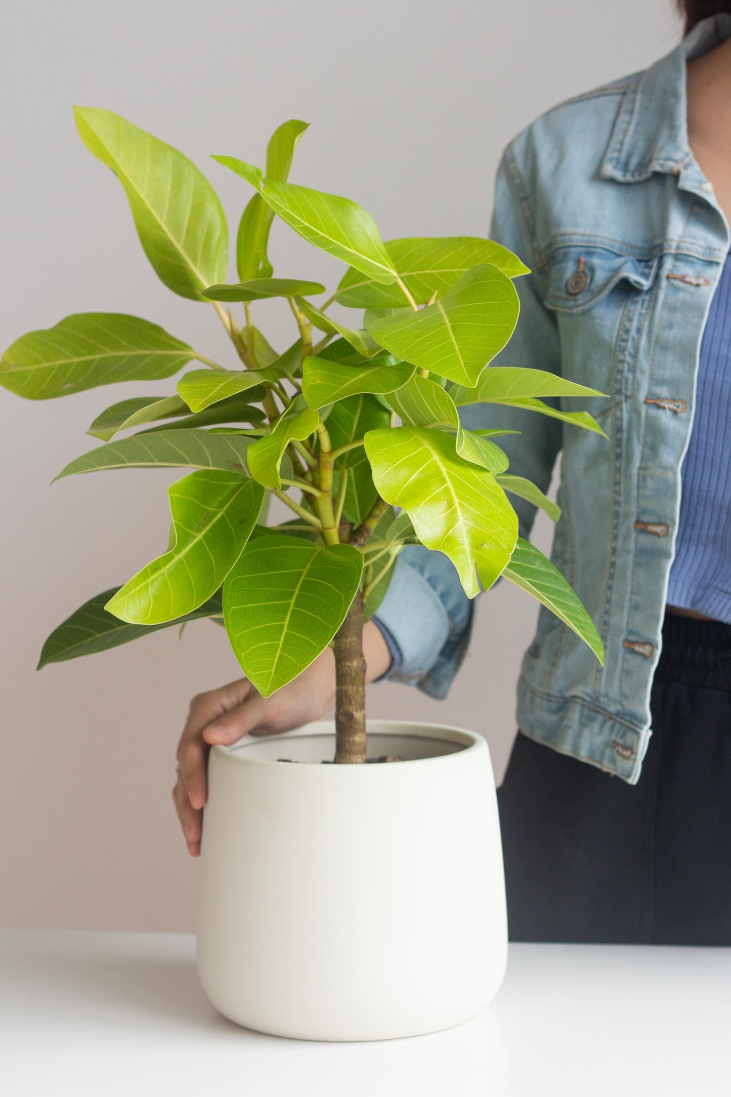 Ficus Altissima