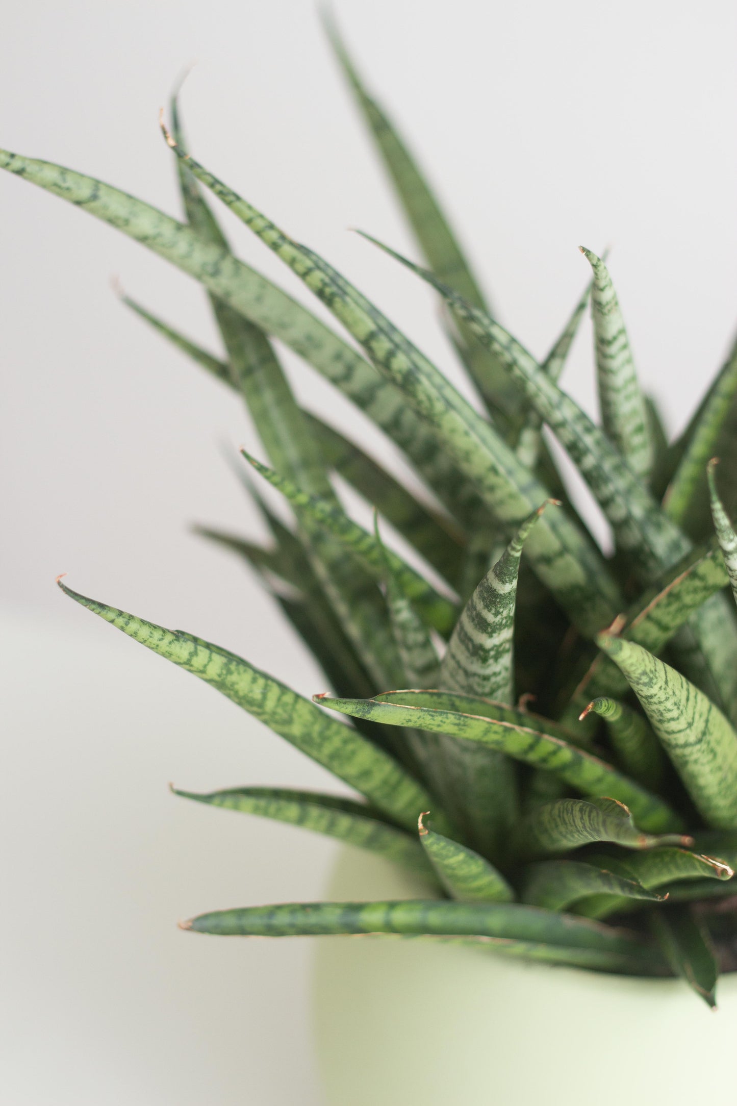 Sansevieria Fernwood
