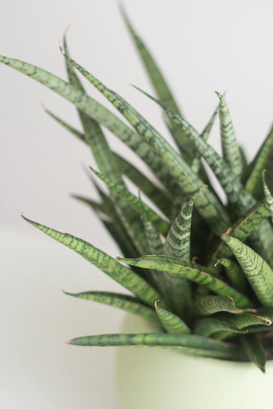 Sansevieria Fernwood