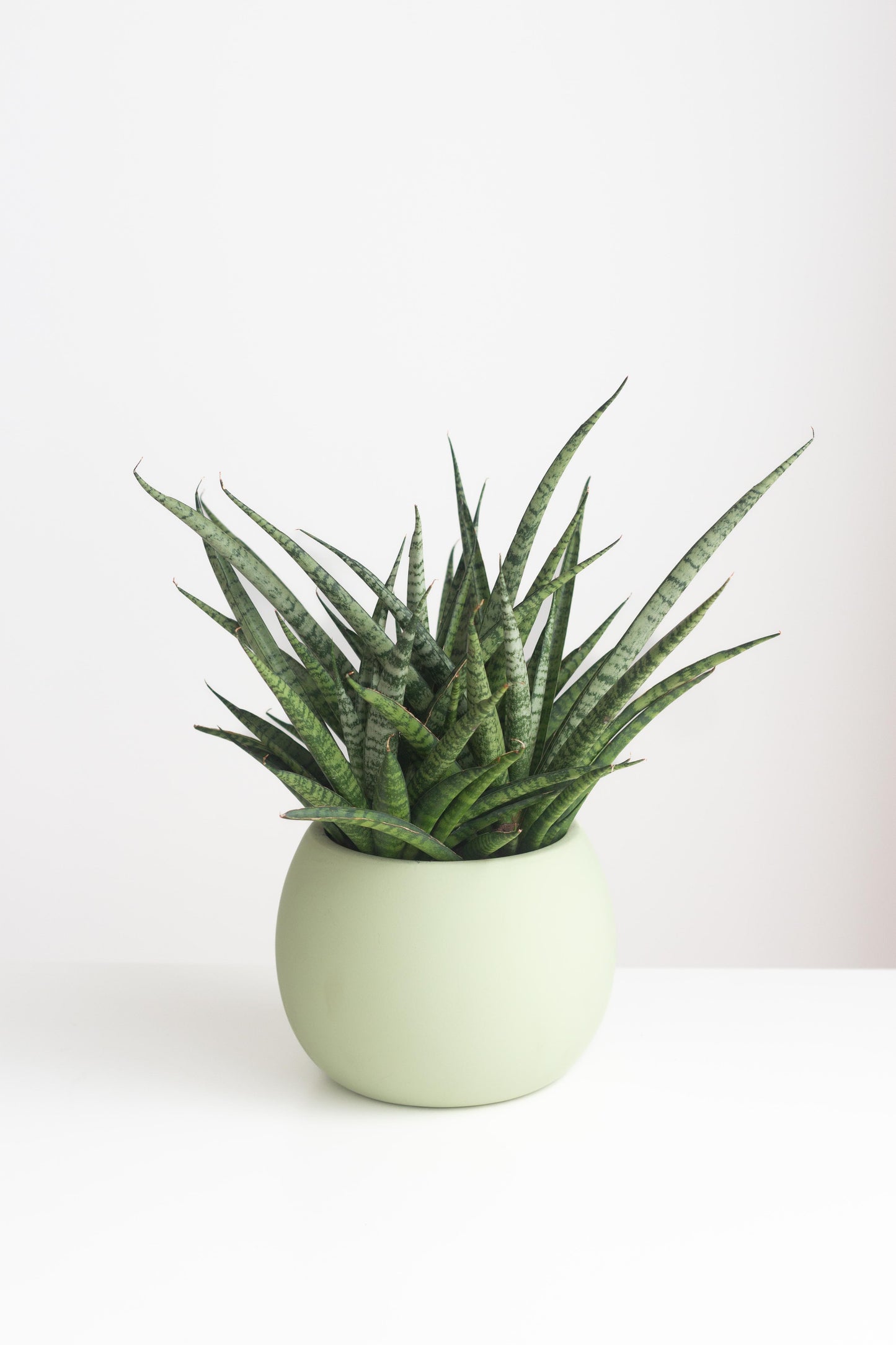 Sansevieria Fernwood