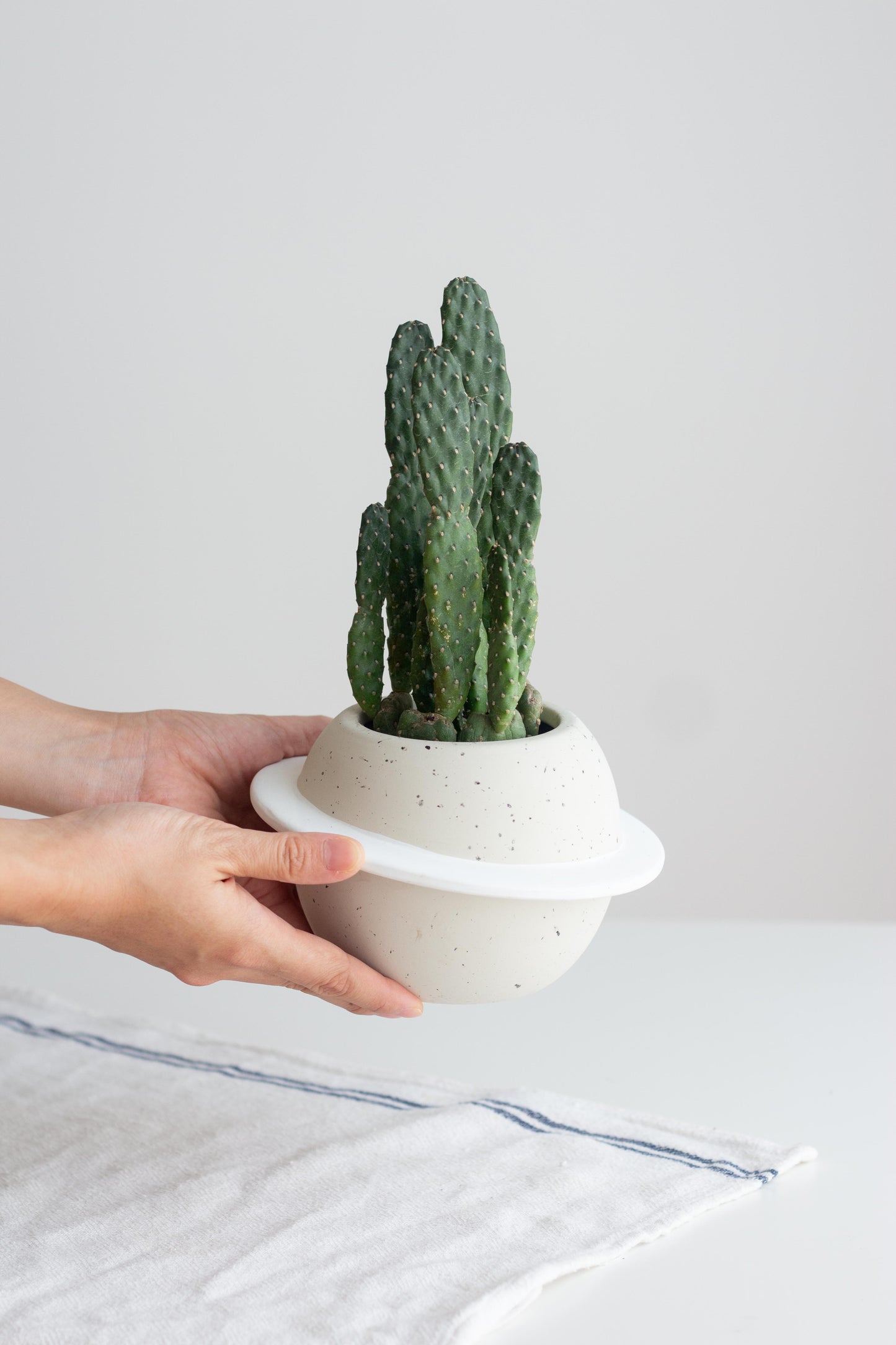 Opuntia Ficus Indica