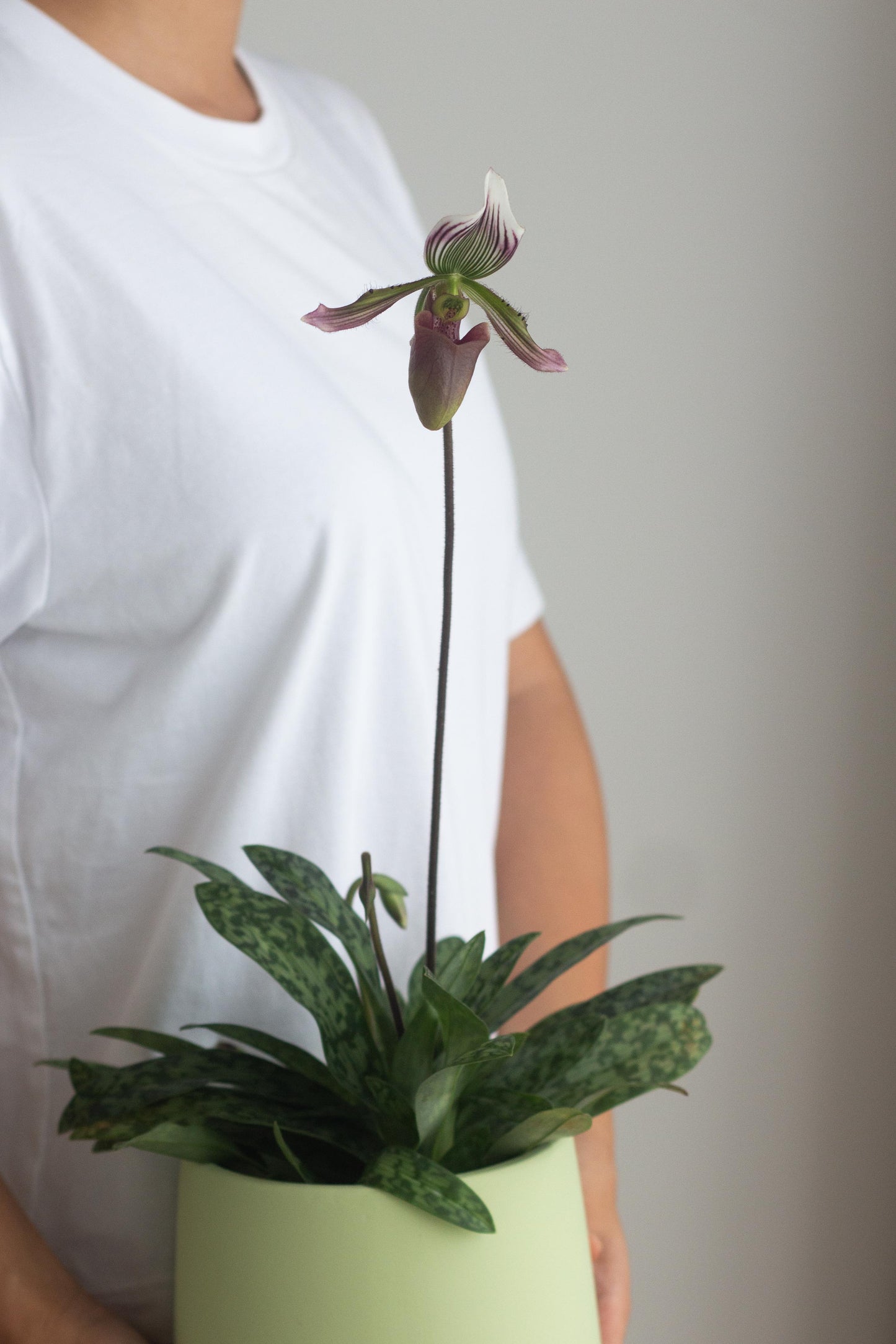 Paphiopedilum Orchid