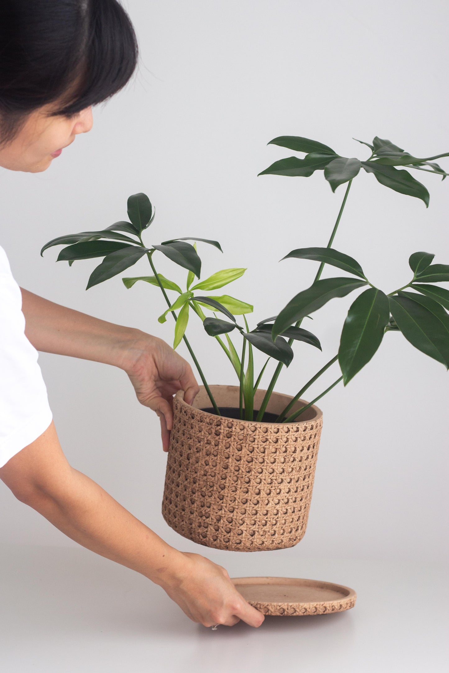 Philodendron Goeldii