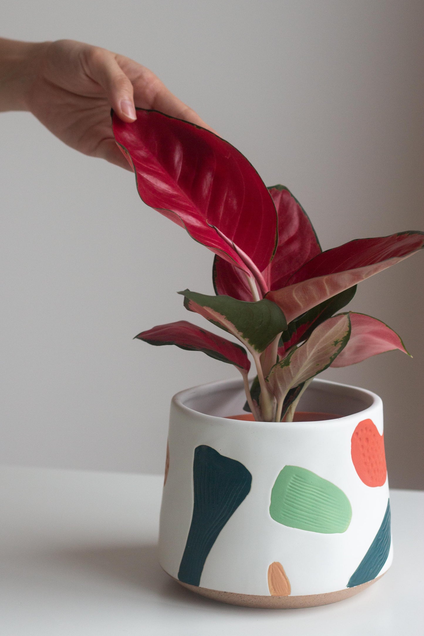 Aglaonema Red
