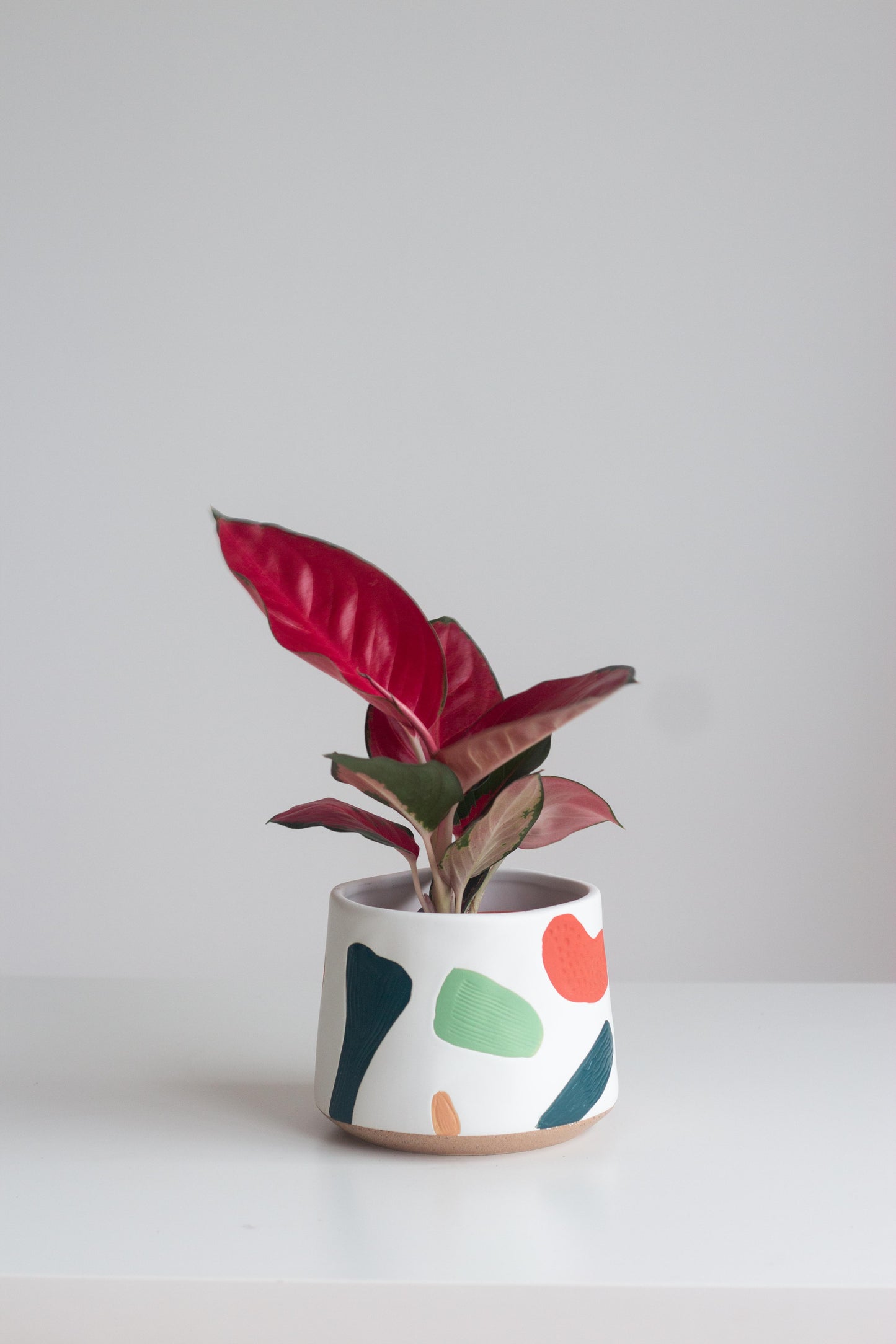 Aglaonema Red